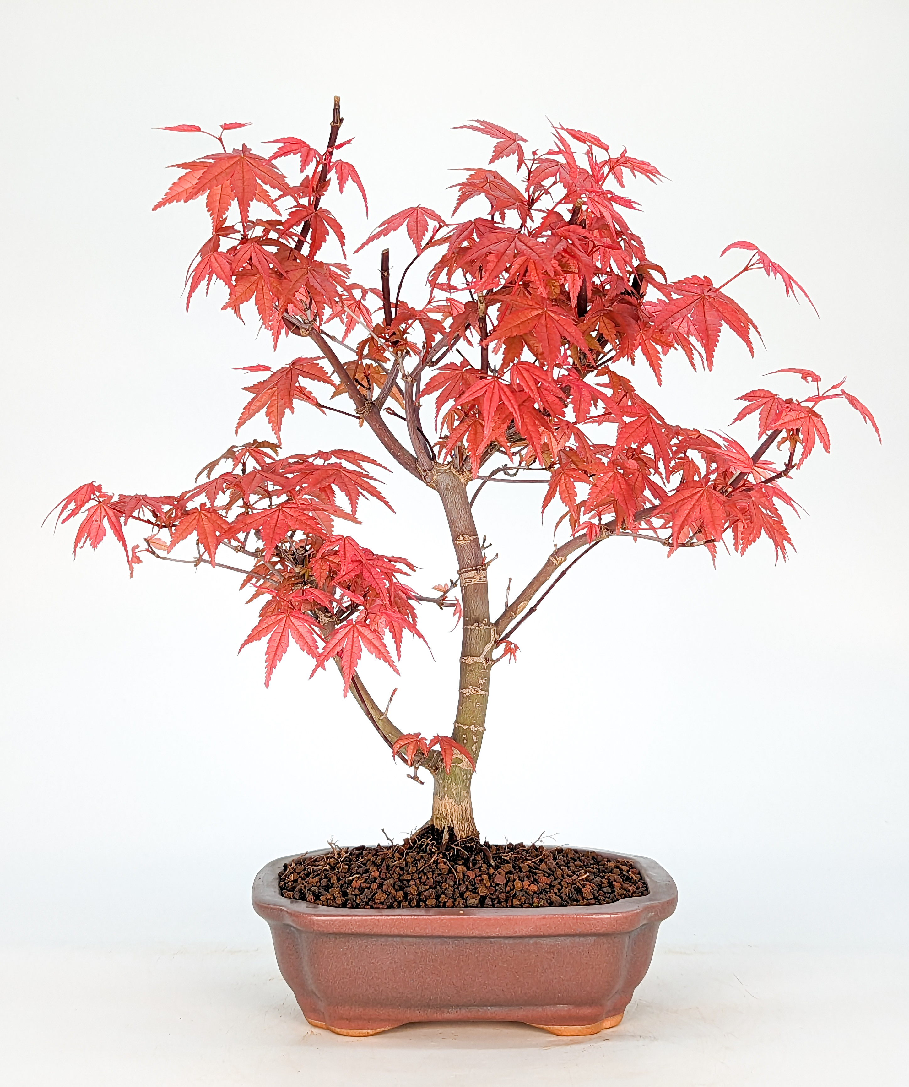 Bonsai Fächerahorn Acer palmatum Deshojo 10 Jahre 27cm 