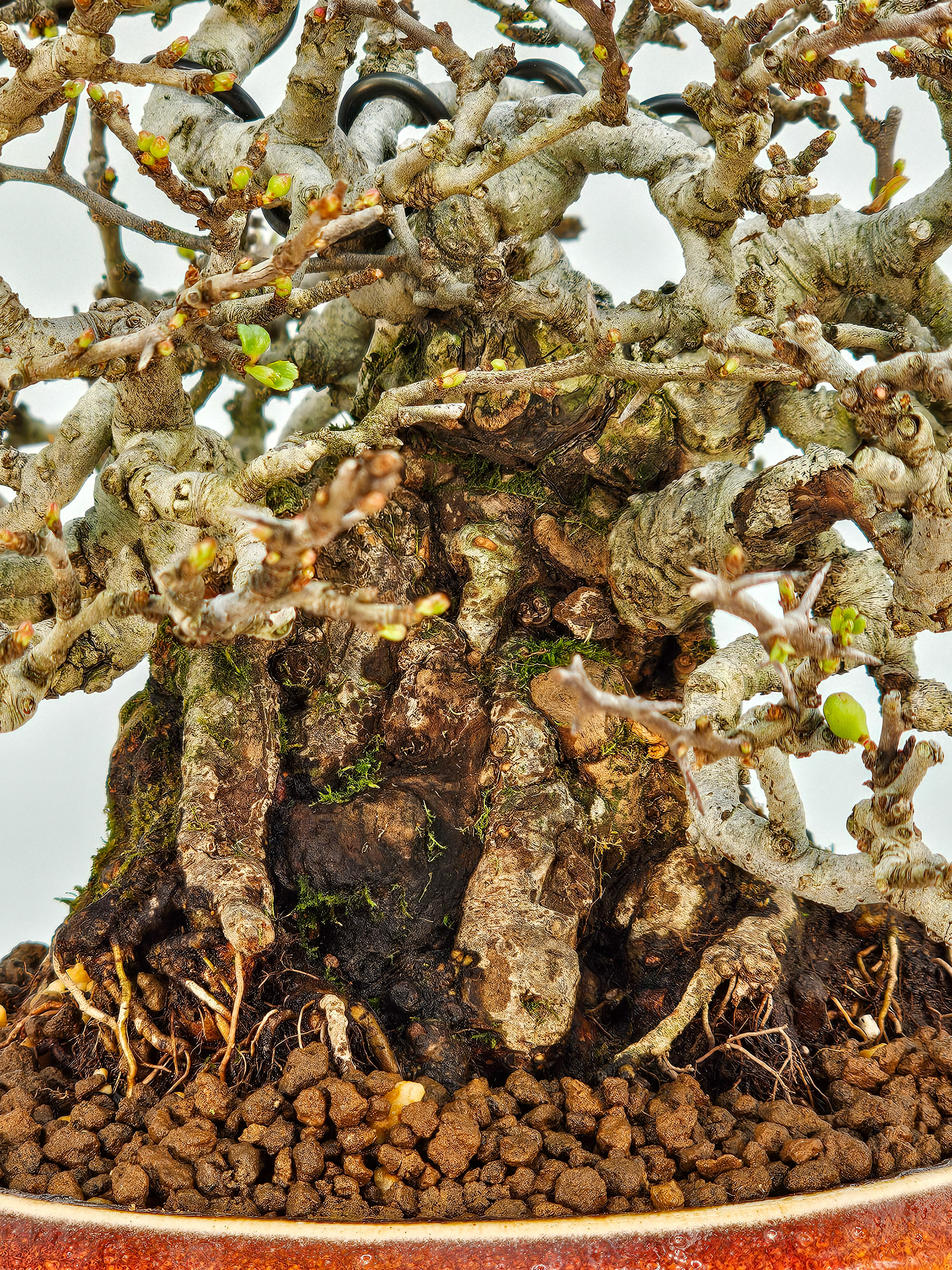 Bonsai Zierquitte - Chaenomeles - Chojubai Shohin 16cm 