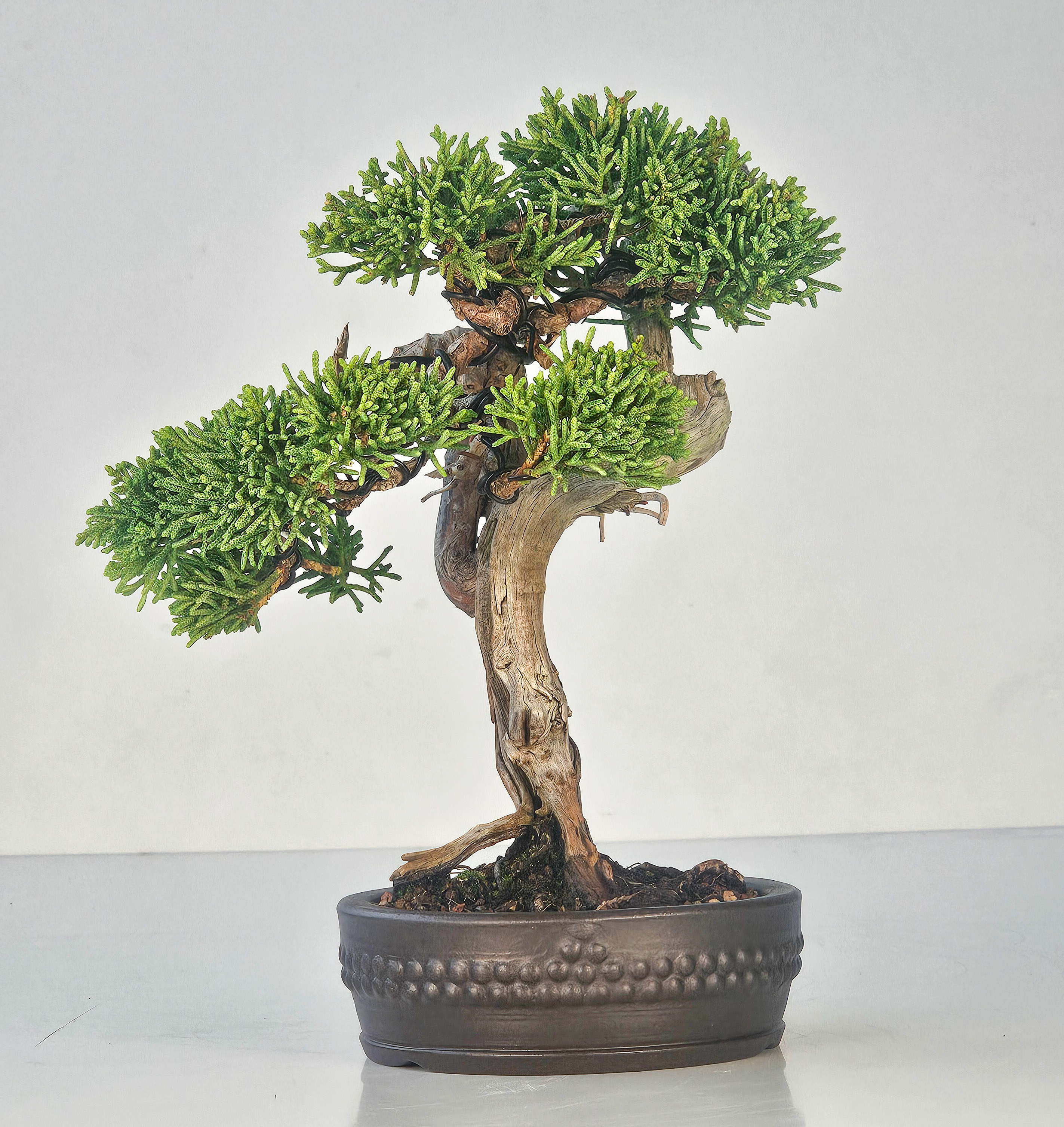 Bonsai Wacholder Juniperus Itoigawa Shohin 18cm
