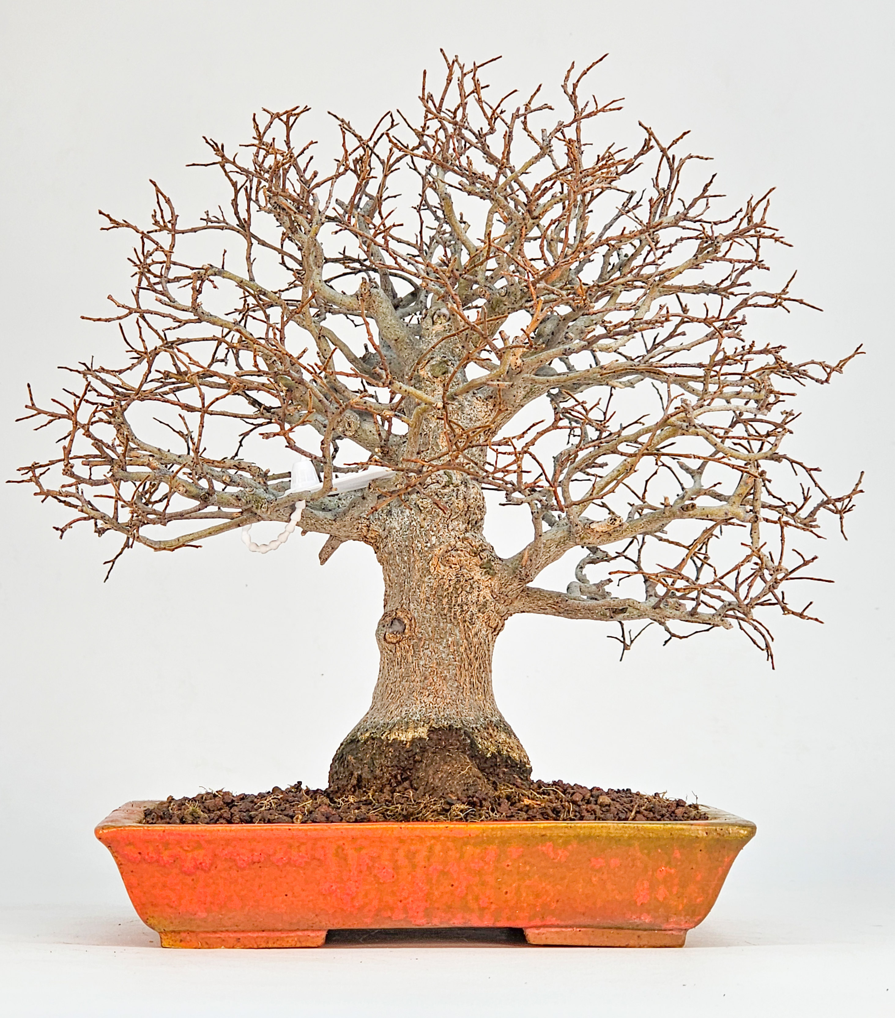 Bonsai Premium Zürgelbaum - Celtis sinensis Shohin 21cm