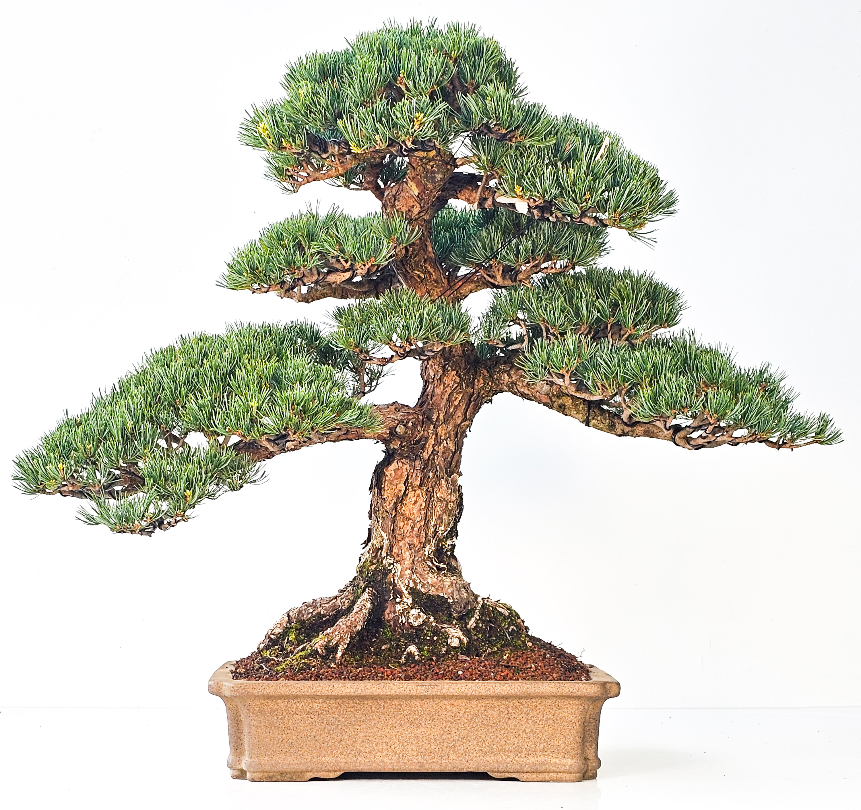 Bonsai Pinus parviflora Mädchenkiefer 55cm