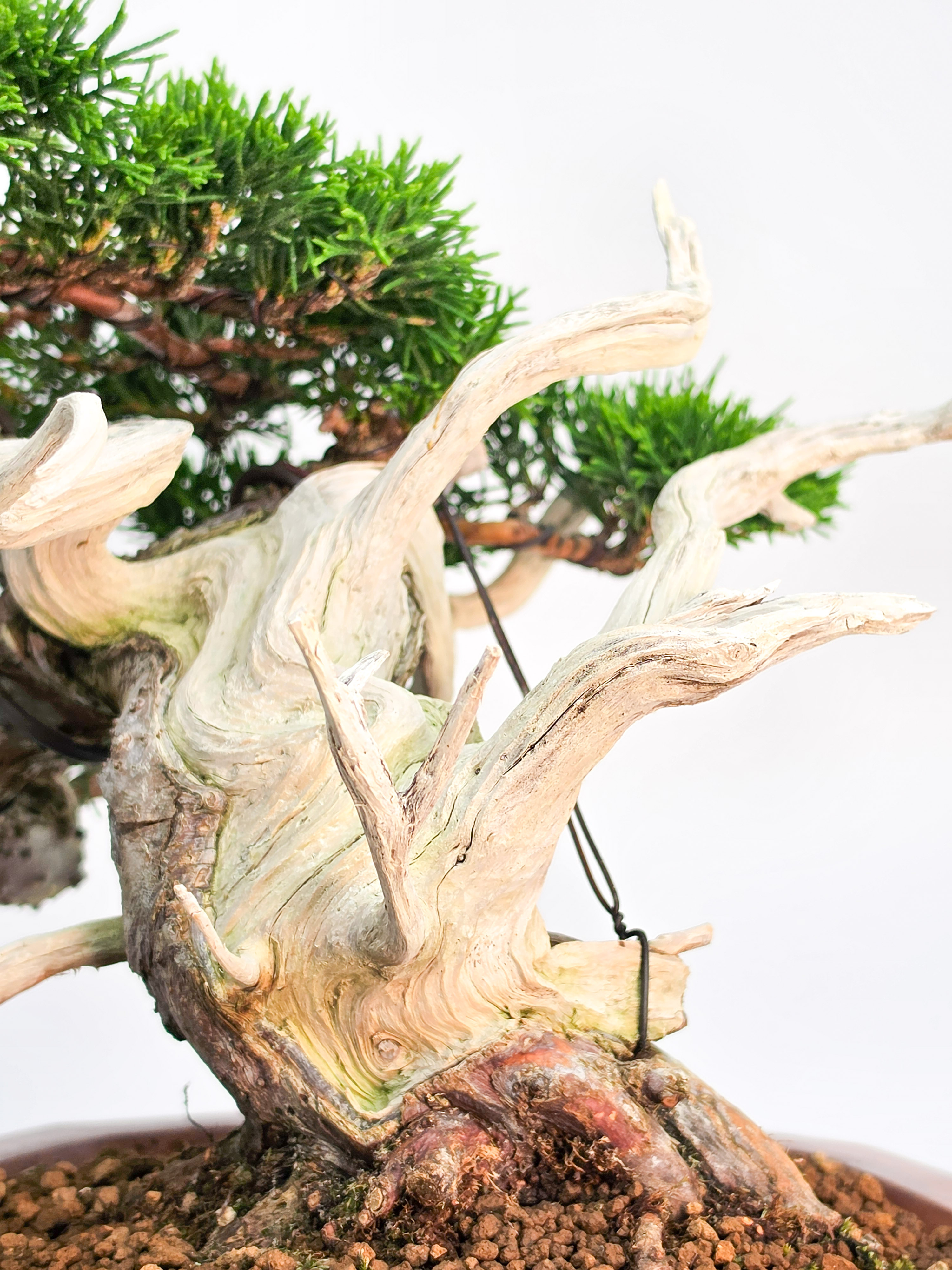 Bonsai Premium Wacholder - Juniperus chinensis Shohin 21cm