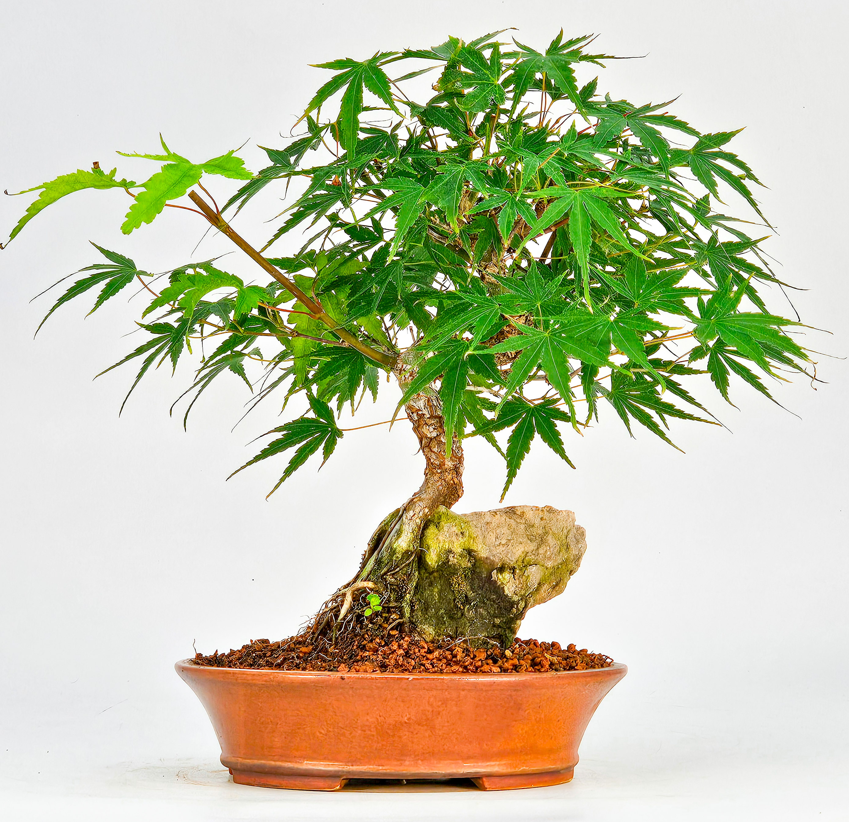 Bonsai Fächerahorn - Acer palmatum Arakawa 21cm  