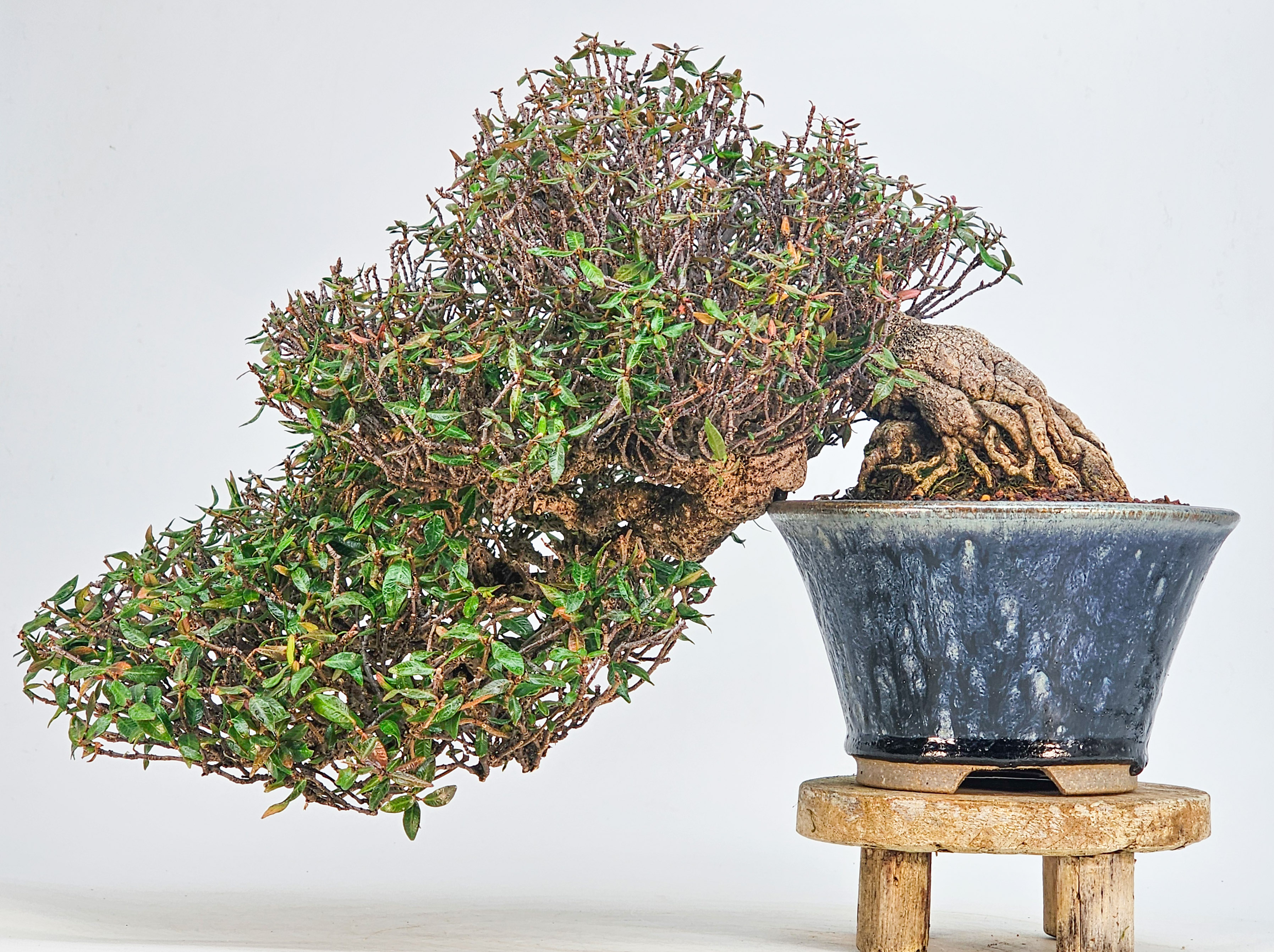 Bonsai Premium Sternjasmin - Trachelospermum asiaticum 25cm