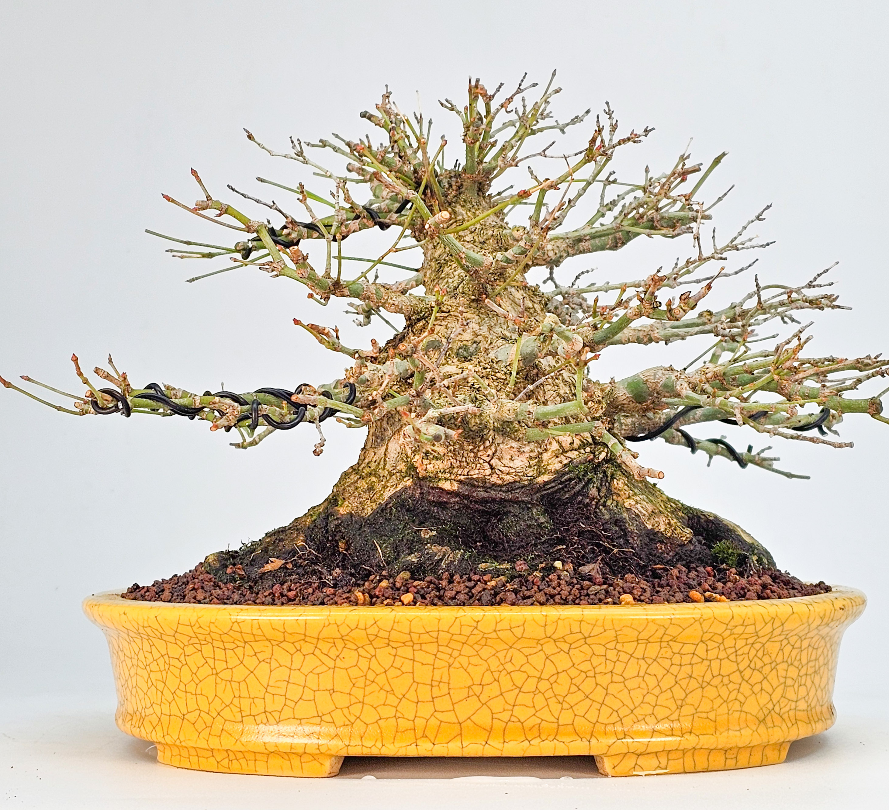 Bonsai Premium Fächerahorn - Acer palmatum Shohin 21cm 