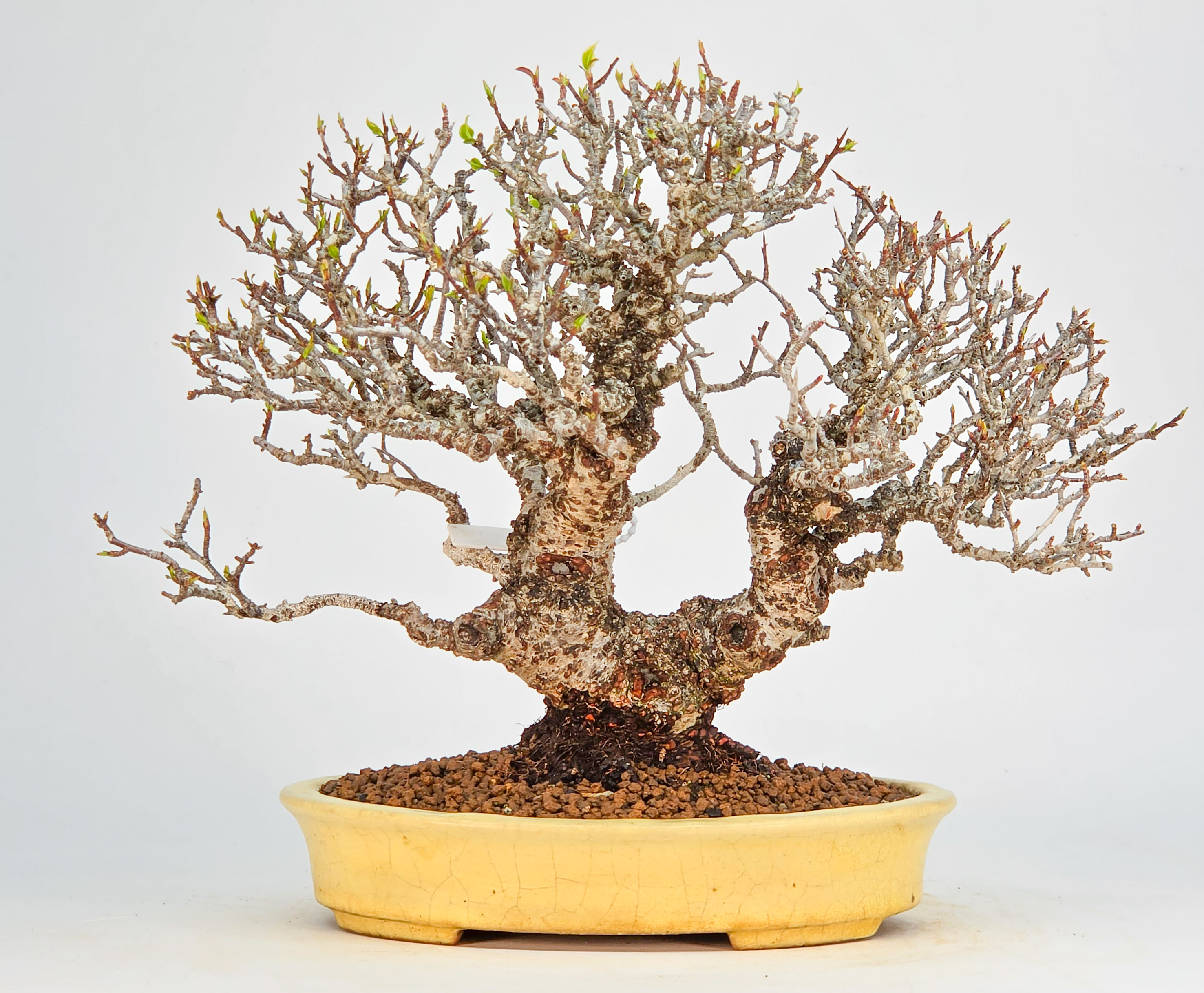 Bonsai Feuerdorn - Pyracantha 23cm