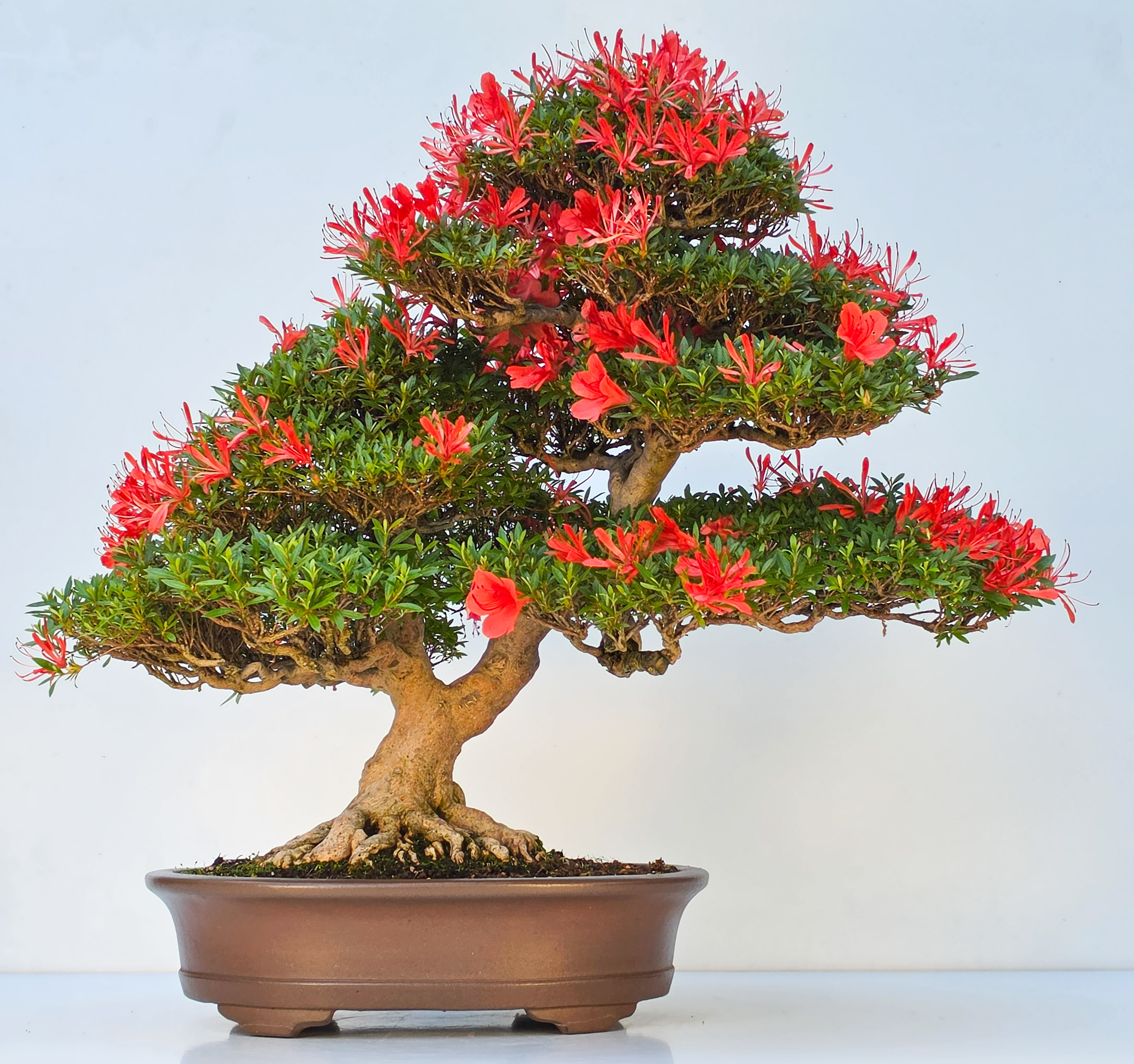 Bonsai Premium Azalee -  Rhododendron indicum kinsai 60cm