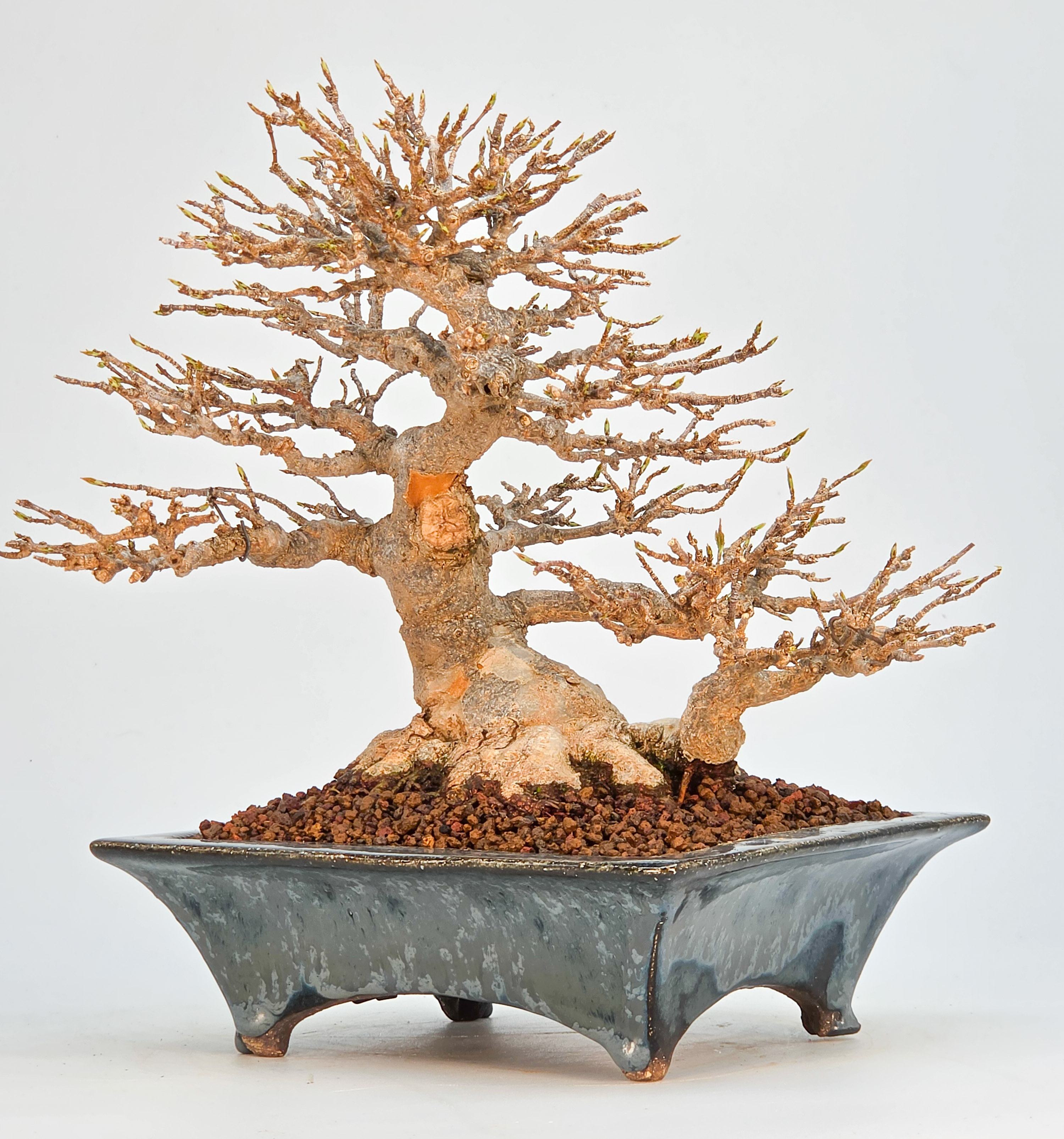 Bonsai Premium Dreispitzahorn - Acer buergerianum Shohin 20cm Video!!