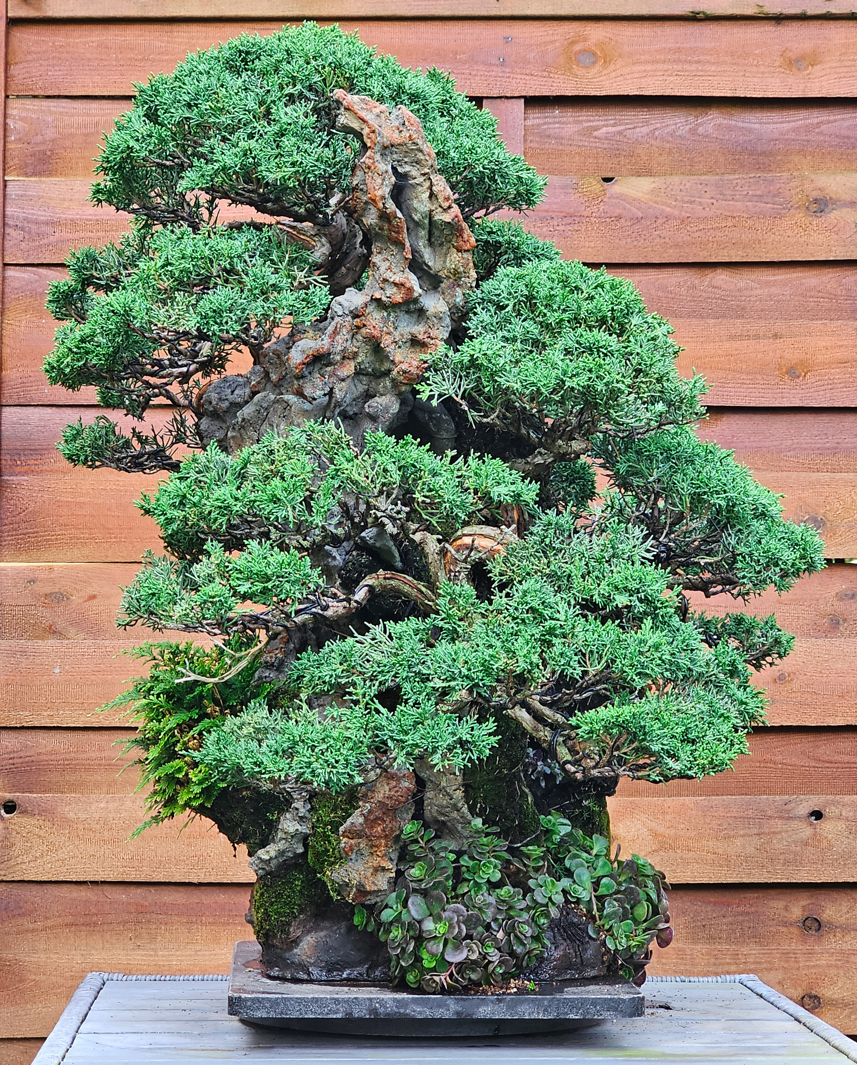 Bonsai Wacholder Juniperus chinensis Ishitsuki 72cm Video!! Bonsai Wacholder Juniperus chinensis Ishitsuki 72cm Video!!