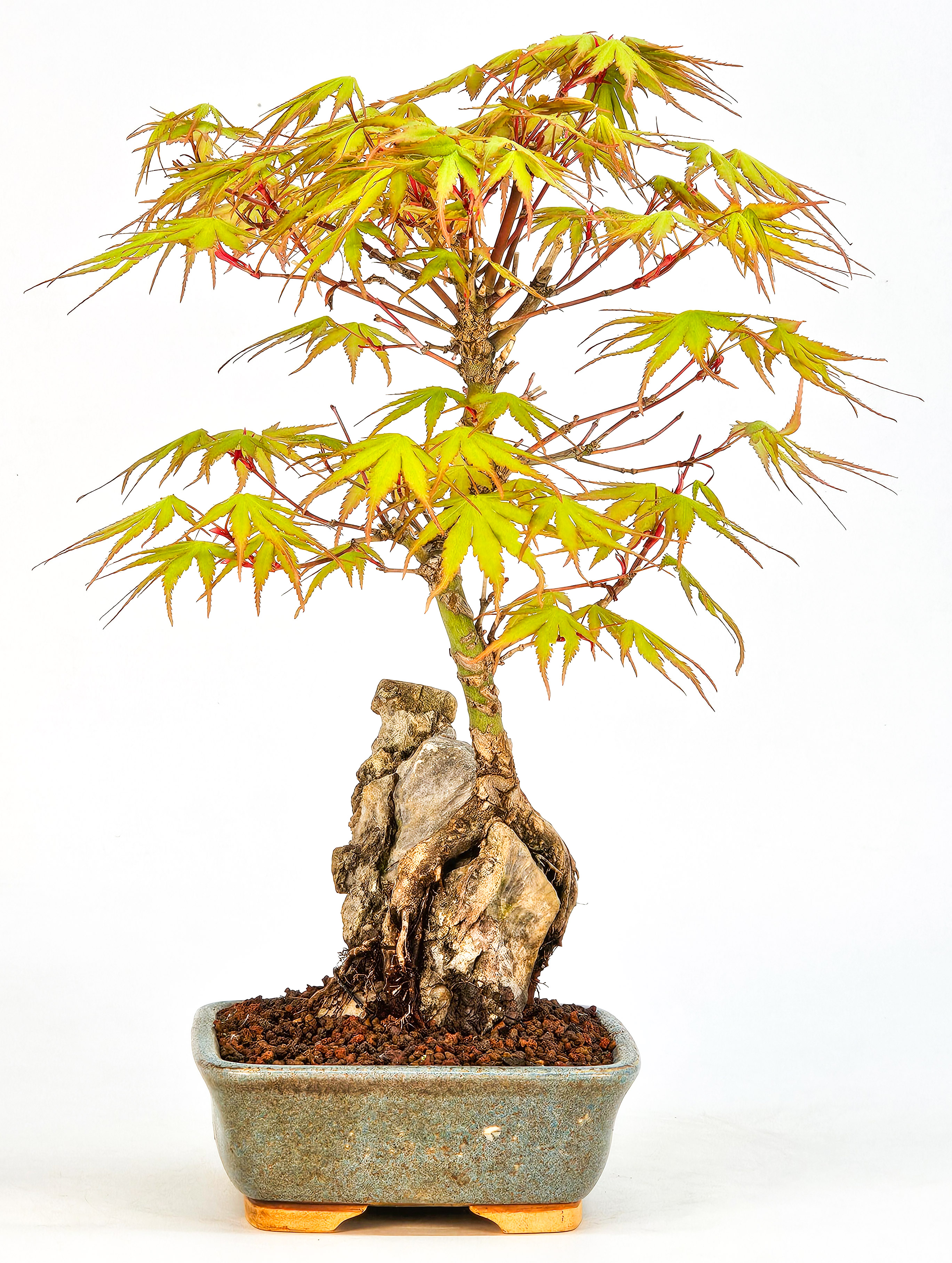 Bonsai Fächerahorn - Acer palmatum Arakawa 25cm  