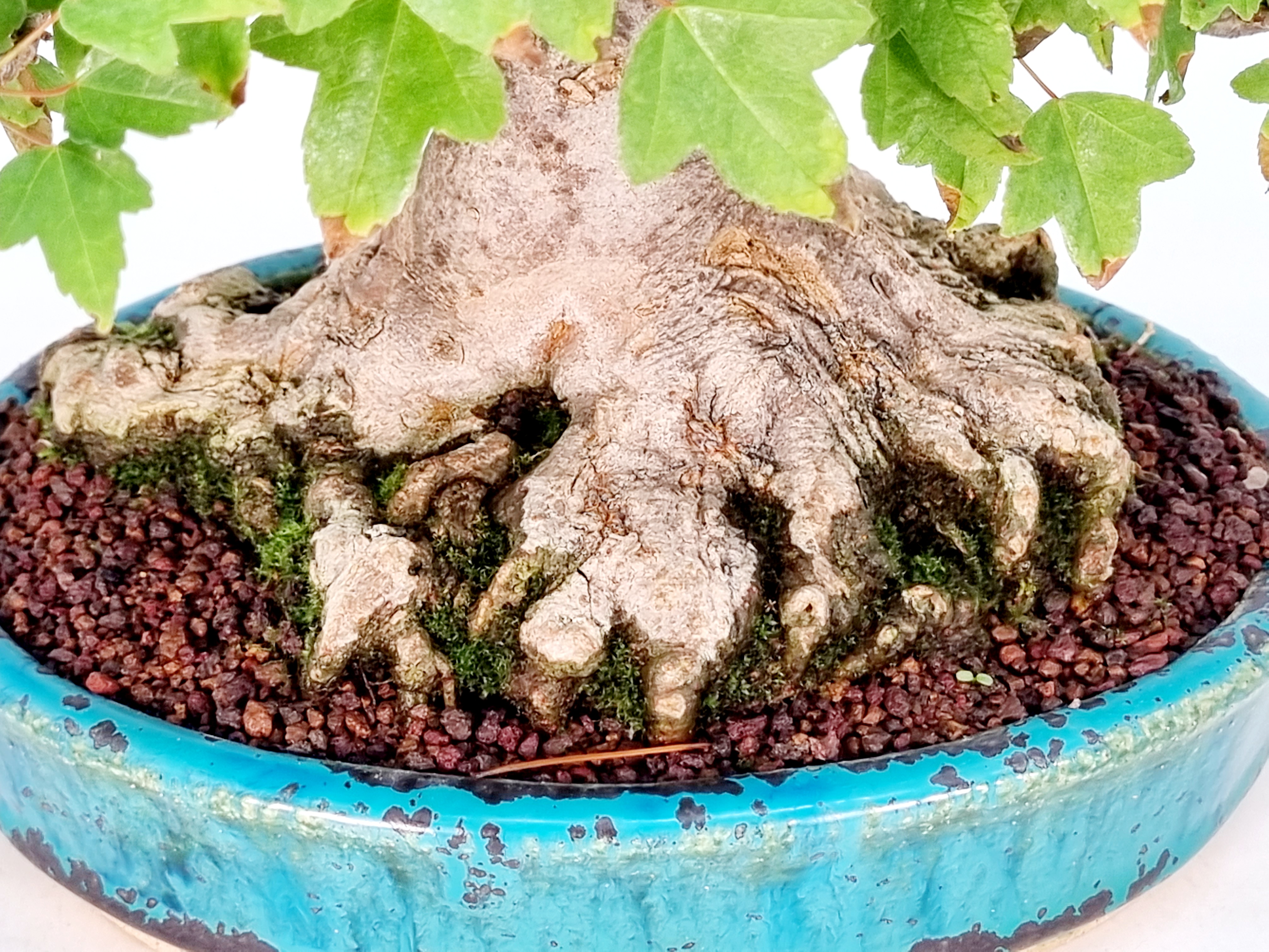 Bonsai Dreispitzahorn - Acer buergerianum Shohin 19cm Bonsai Dreispitzahorn - Acer buergerianum Shohin 19cm
