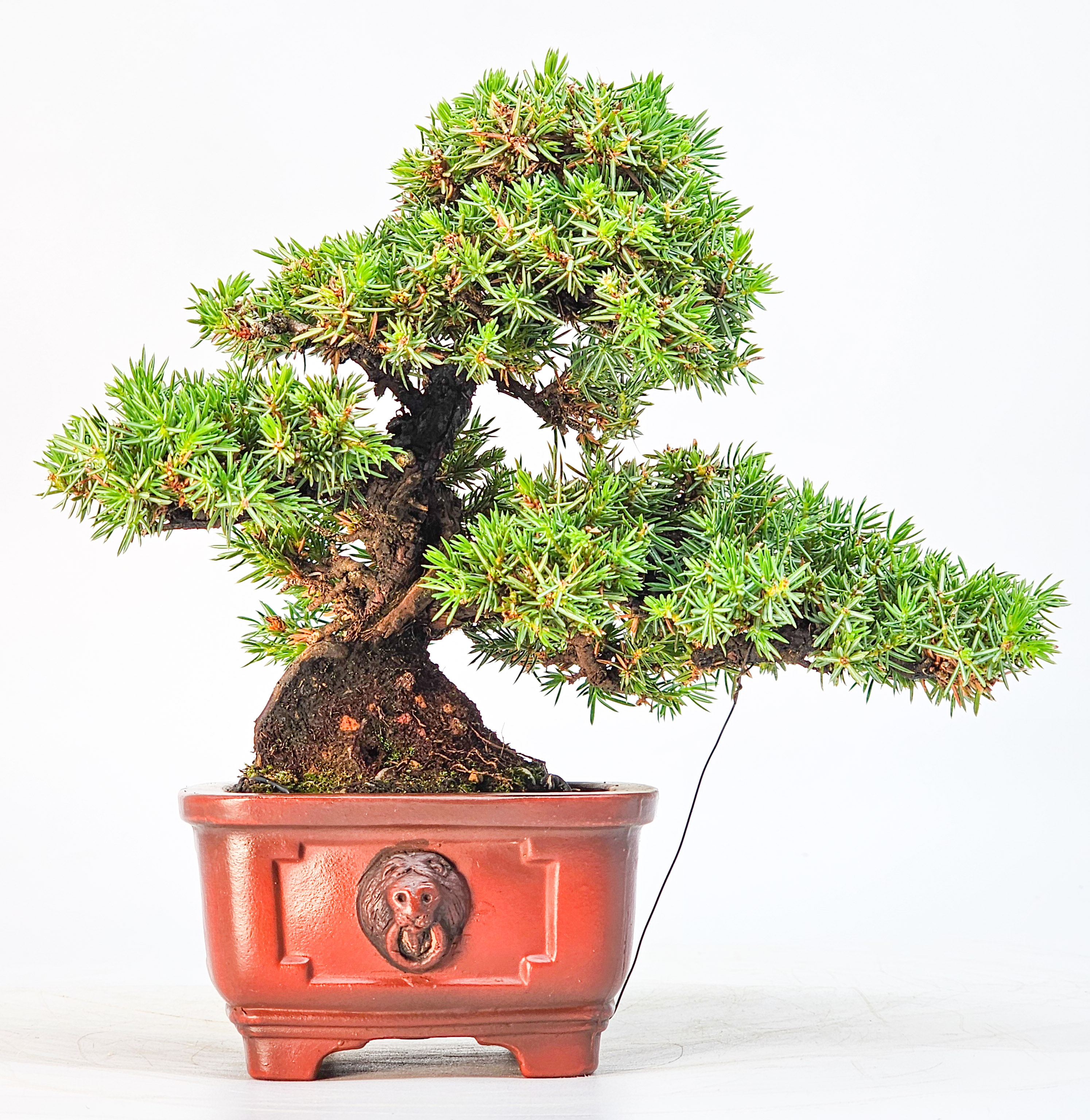 Bonsai Igelwacholder Juniperus Rigida Shohin 17cm