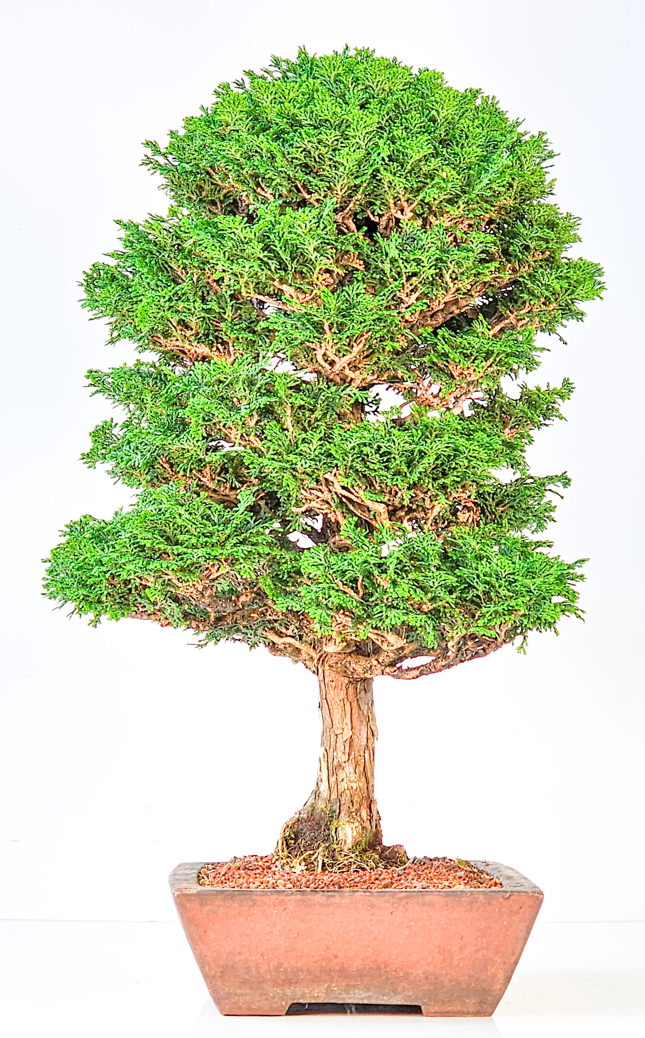 Bonsai Chamaecyparis obtusa 46,5 cm