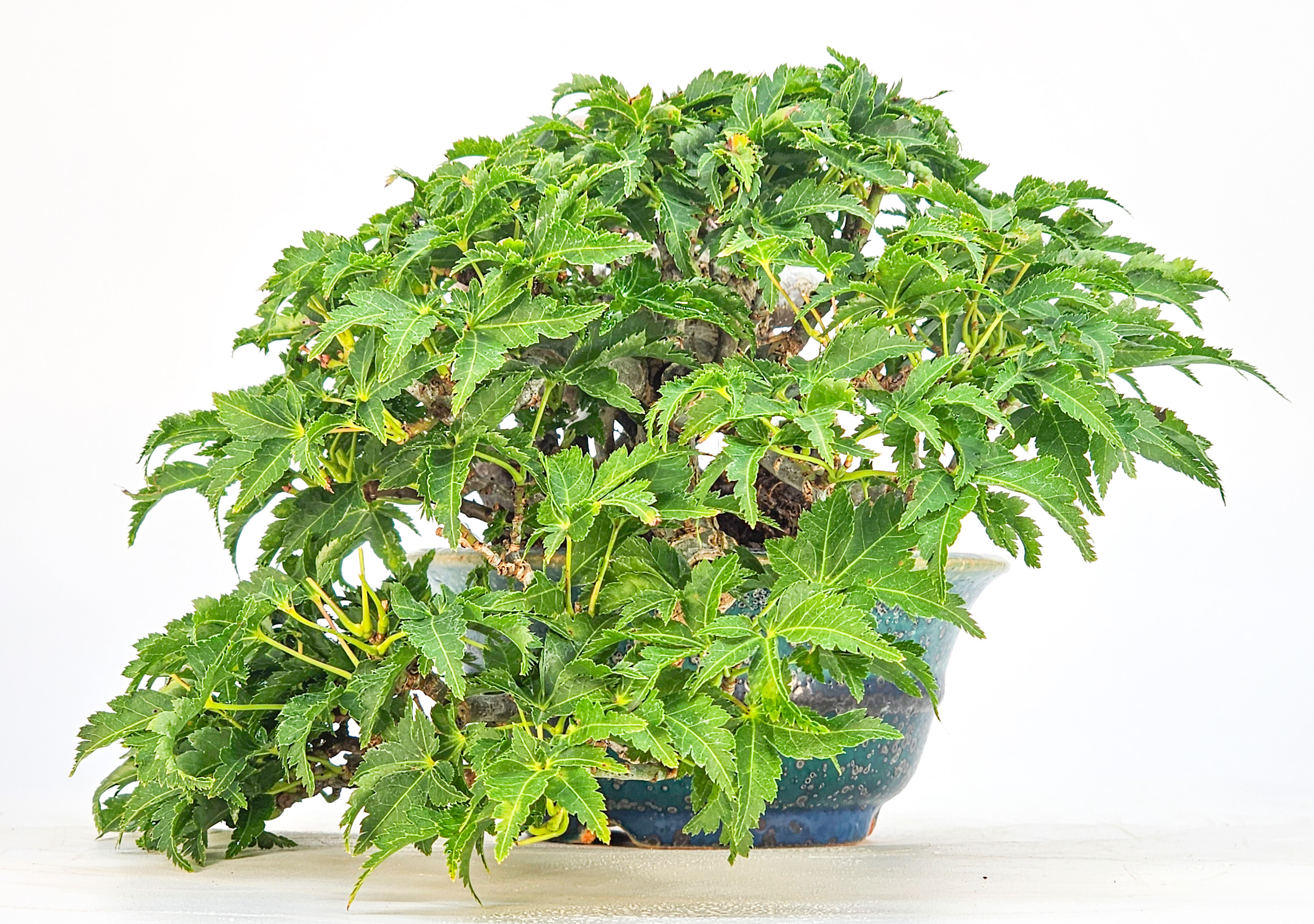 Bonsai Premium Löwenkopfahorn- Acer palmatum Shishigashira Shohin 16cm Video!!