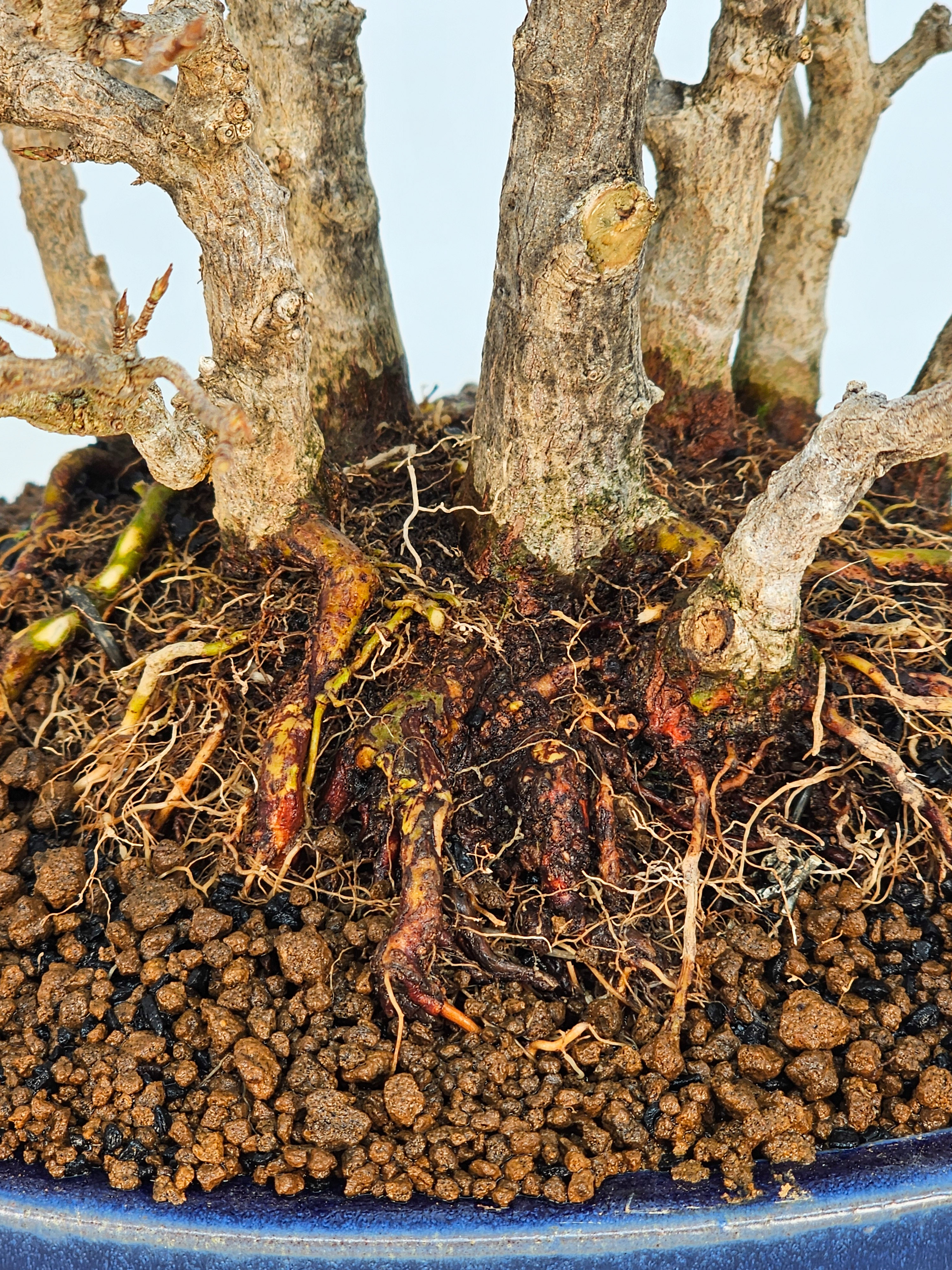 Bonsai Dreispitzahorn - Acer buergerianum Wald Yose-ue 20cm Video!! Bonsai Dreispitzahorn - Acer buergerianum Wald Yose-ue 20cm Video!!