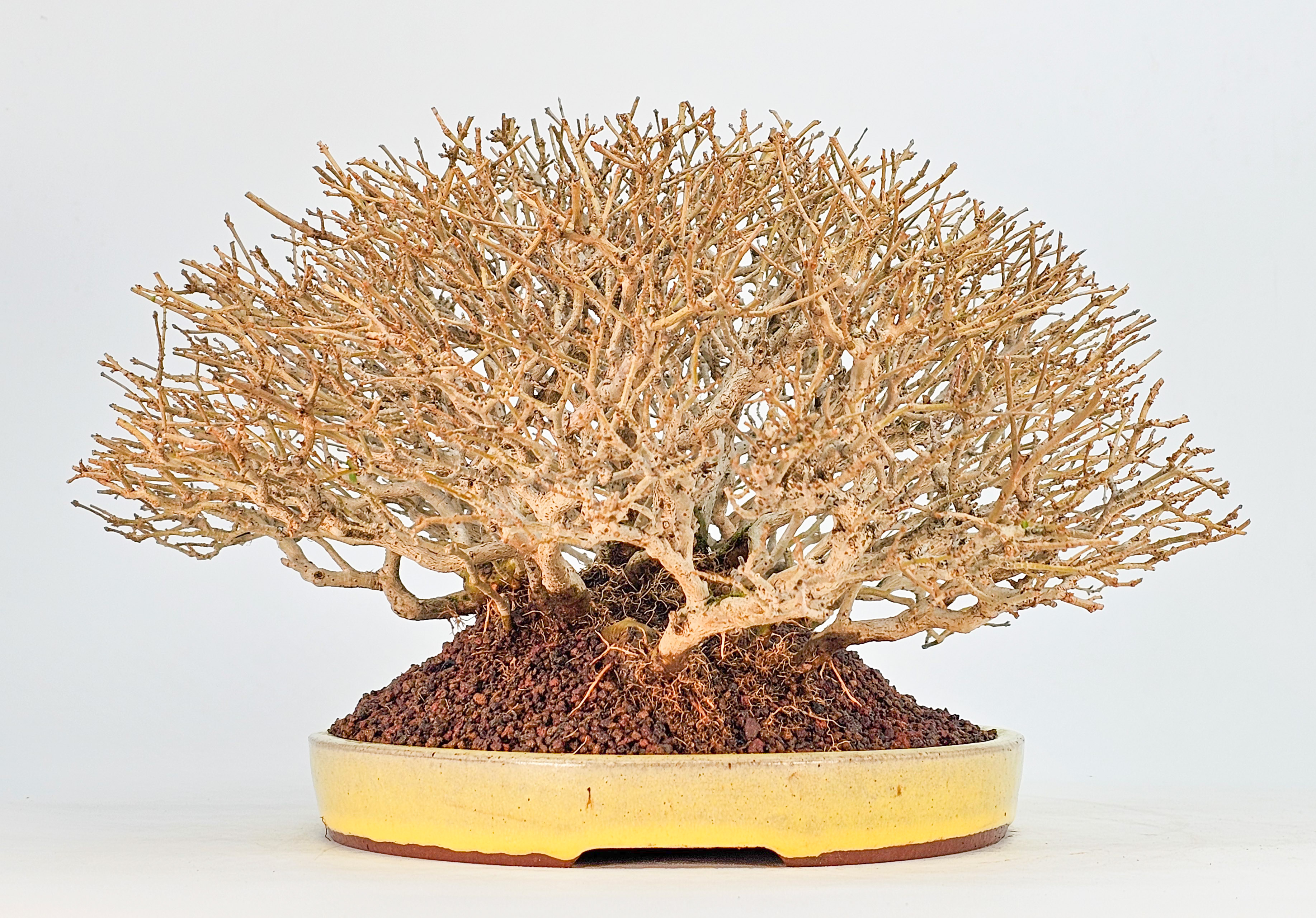 Bonsai Premium Zürgelbaum - Celtis sinensis Shohin 18cm