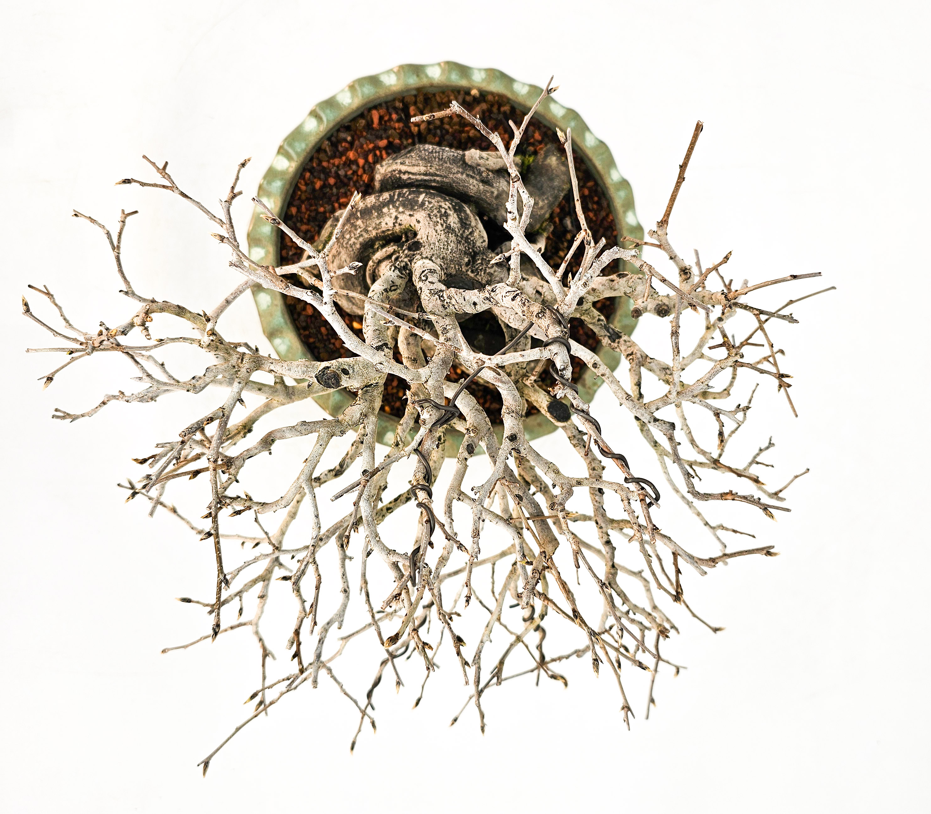 Bonsai Diospyros kaki Kakipflaume Shohin 13,5cm Video!!