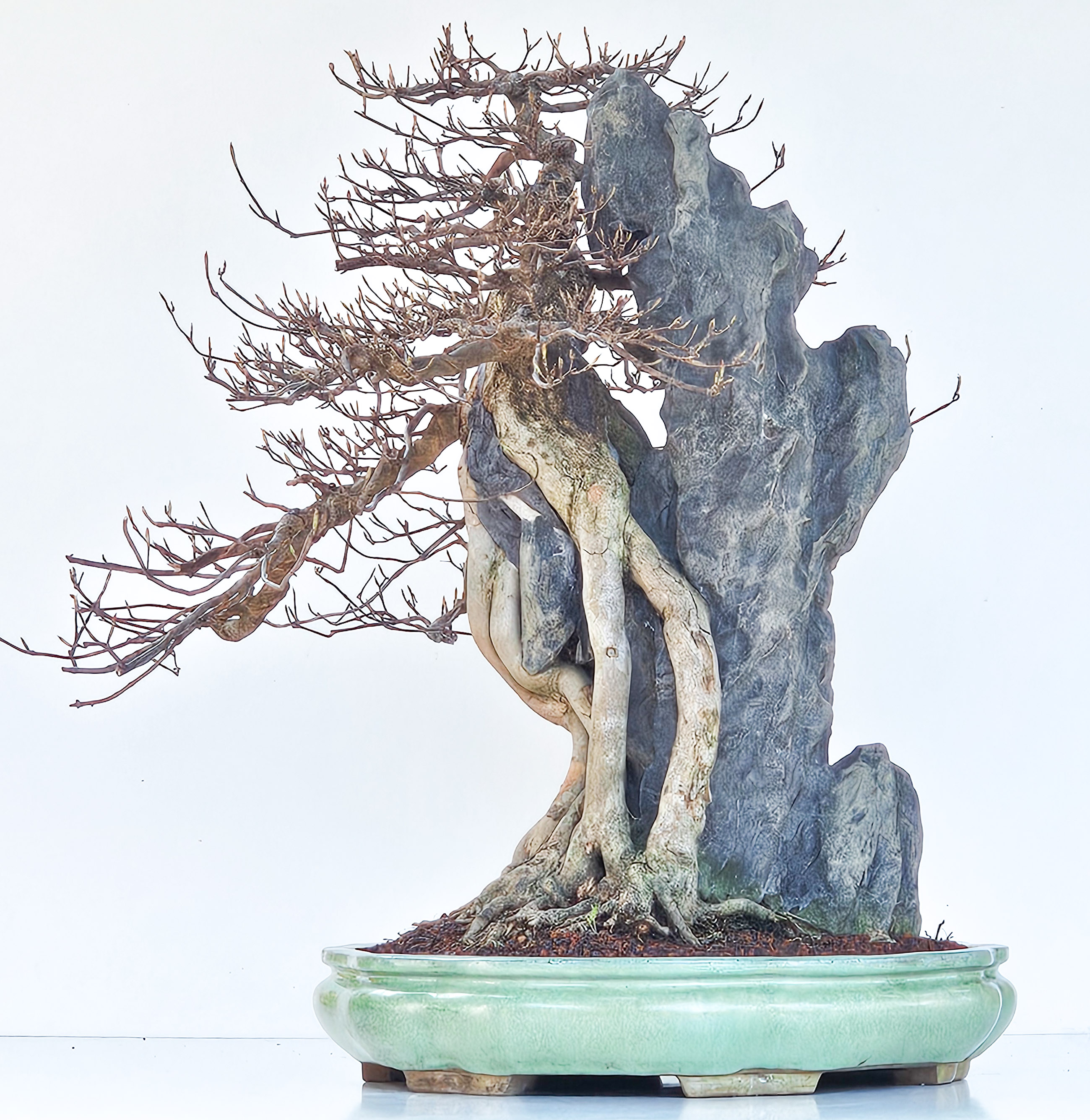 Bonsai Dreispitzahorn - Acer buergerianum Ishizuki 56cm - Video!! Bonsai Dreispitzahorn - Acer buergerianum Ishizuki 56cm - Video!!