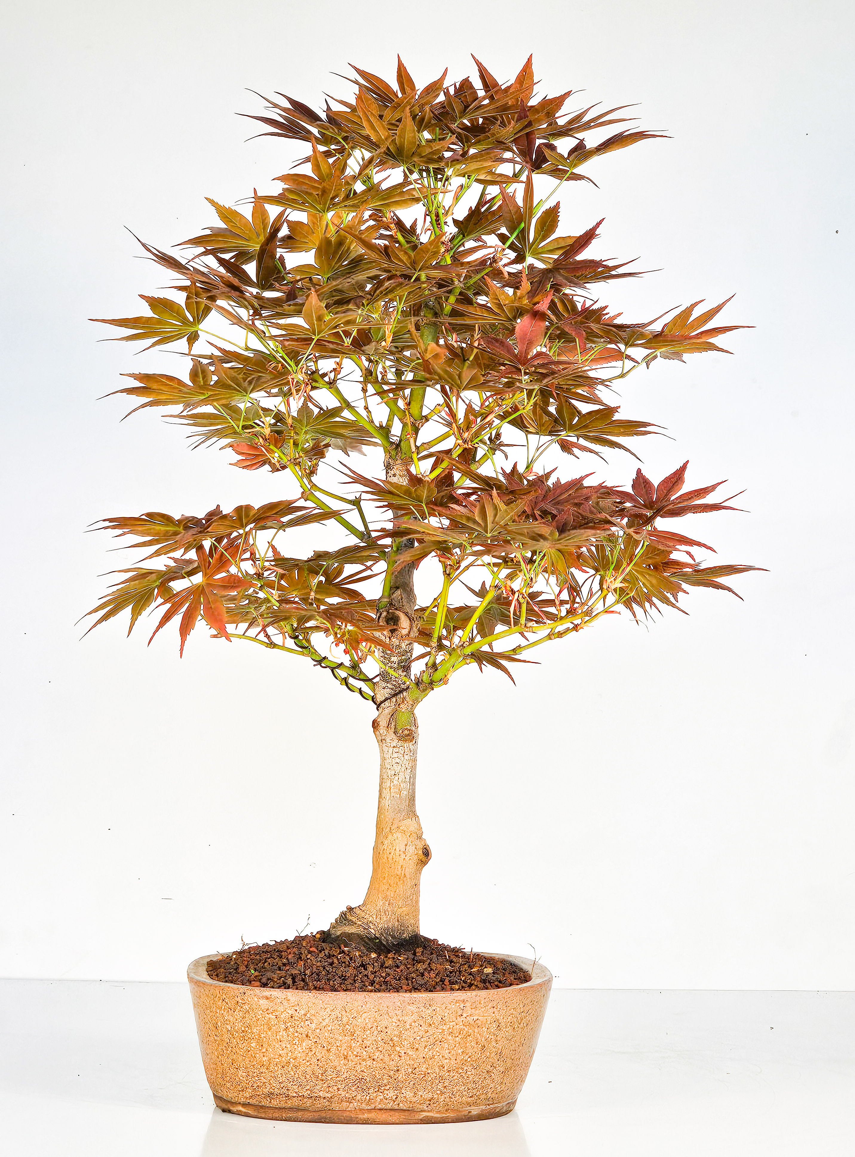 Bonsai Fächerahorn - Acer palmatum yugure 45cm  