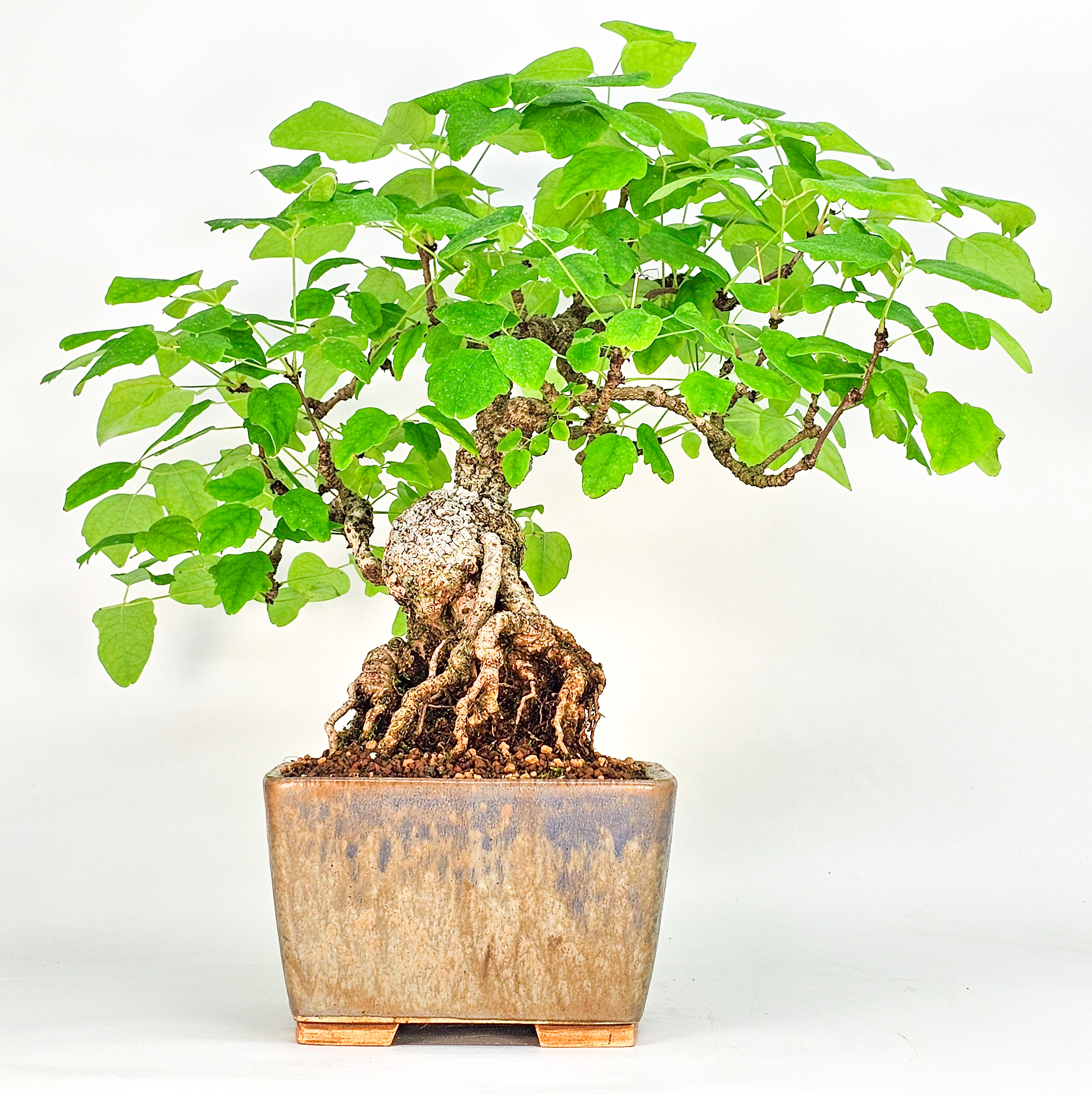 Bonsai Akebia quinata 24cm