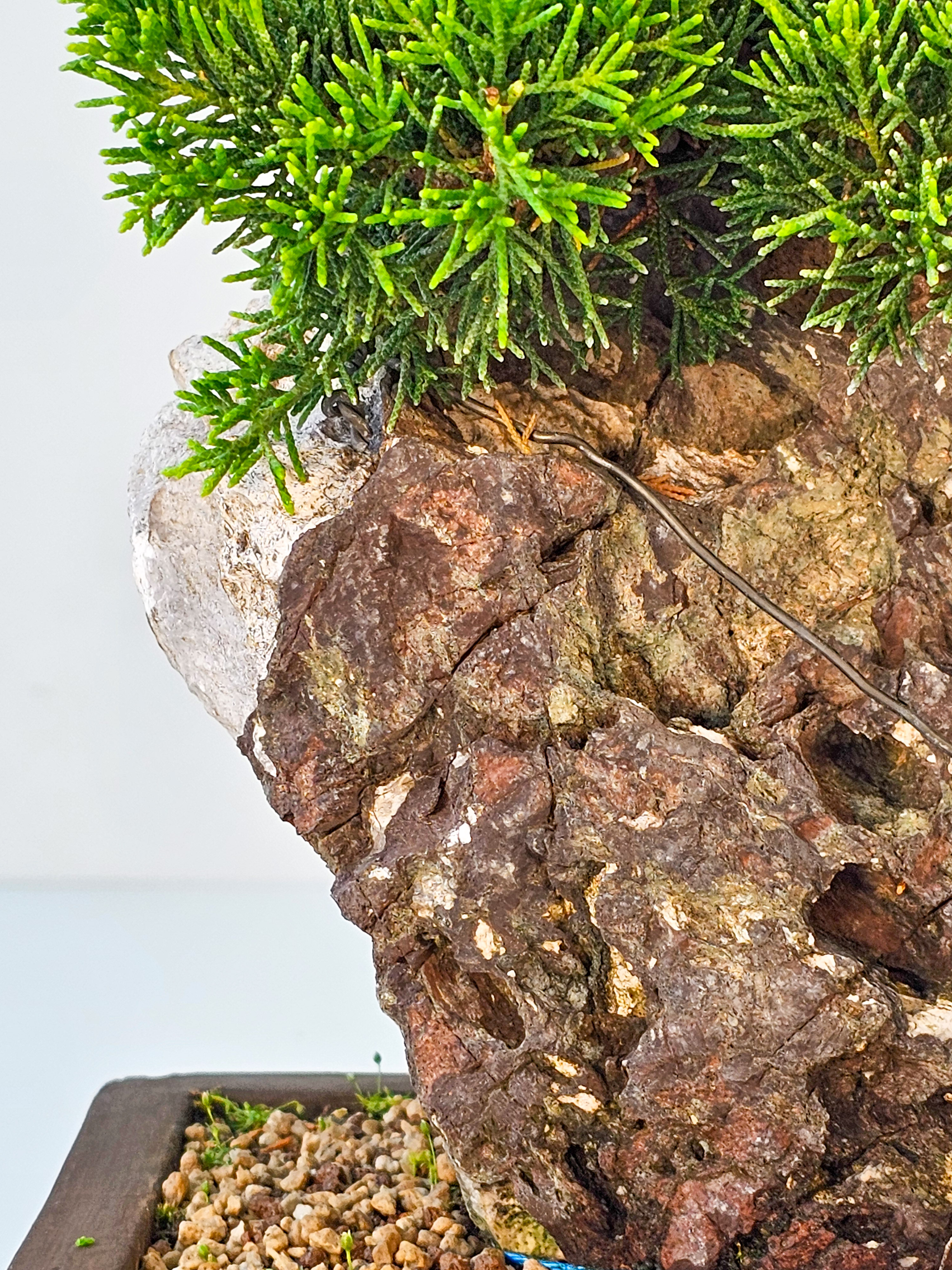 Bonsai Wacholder Juniperus chinensis shimpaku 30,5 cm