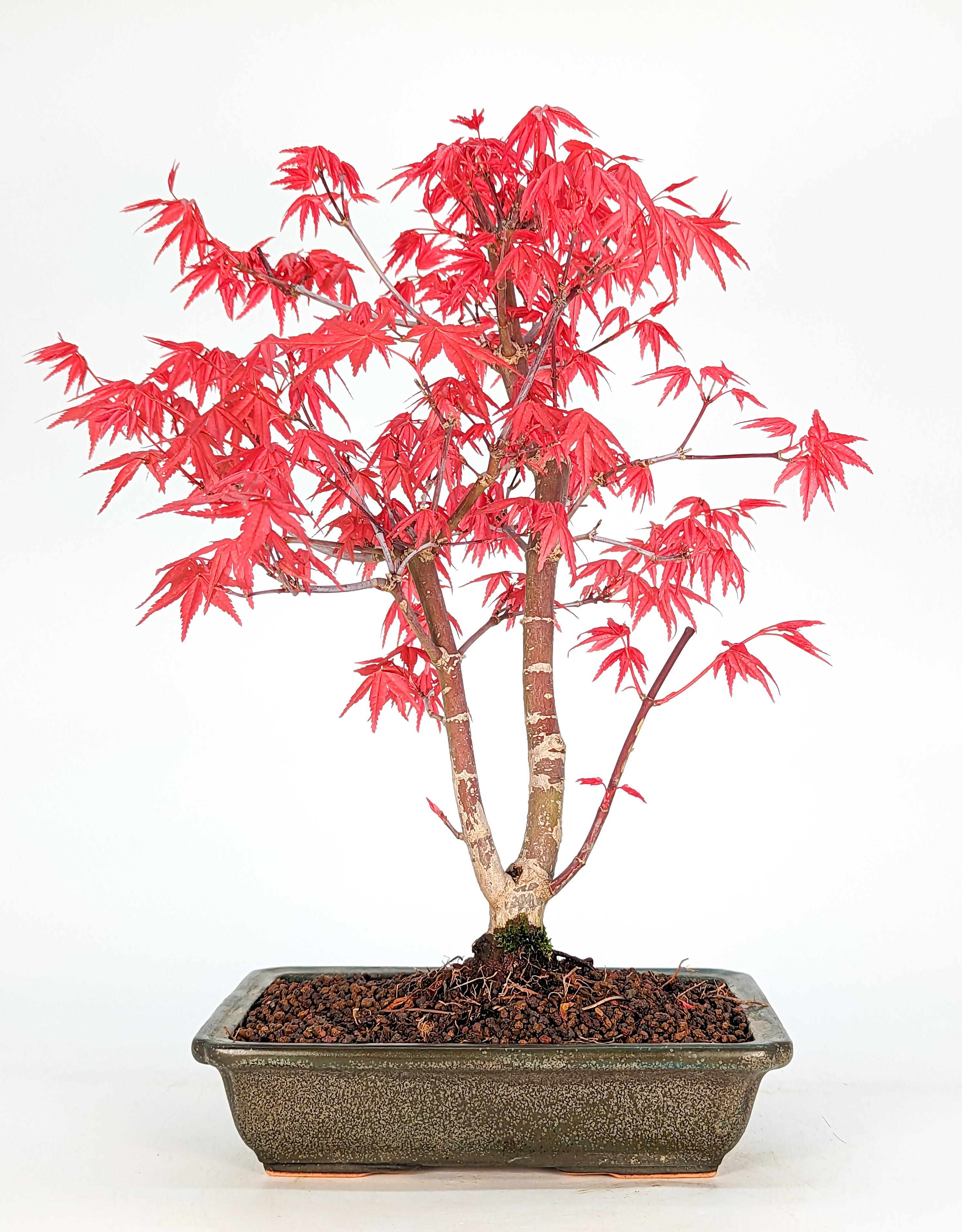 Bonsai Fächerahorn Acer palmatum Deshojo 10 Jahre 27cm