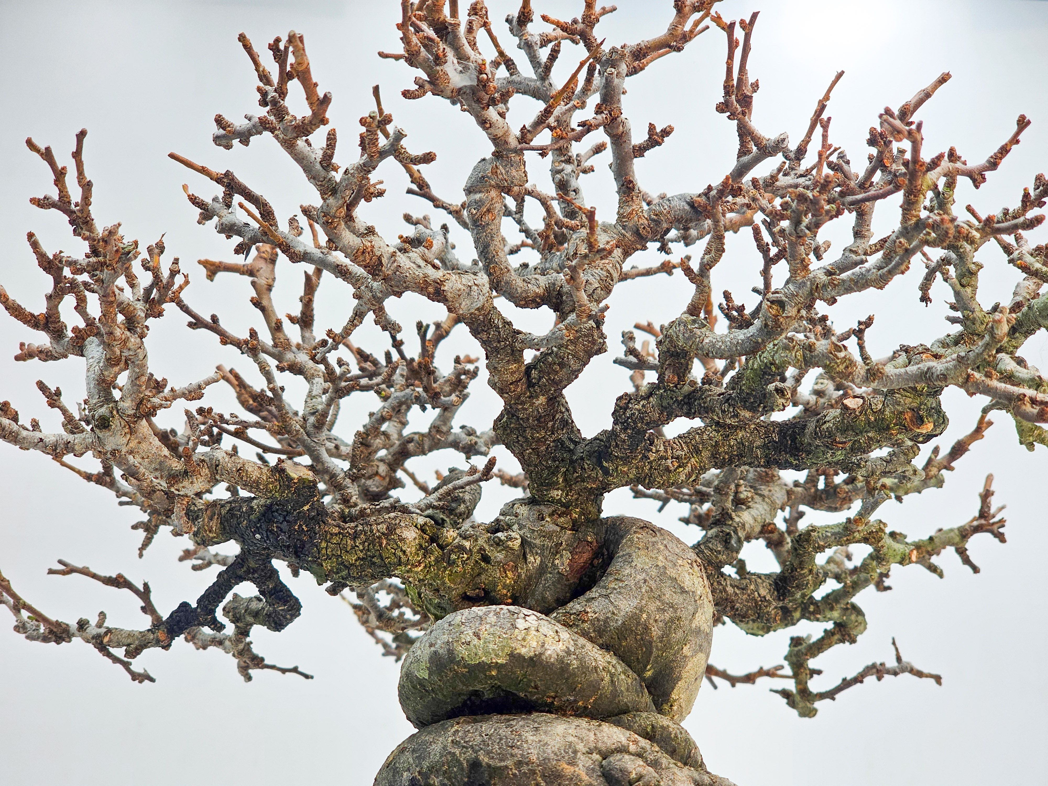 Bonsai Premium Zierquitte - Chaenomeles japonica Shohin 21cm 