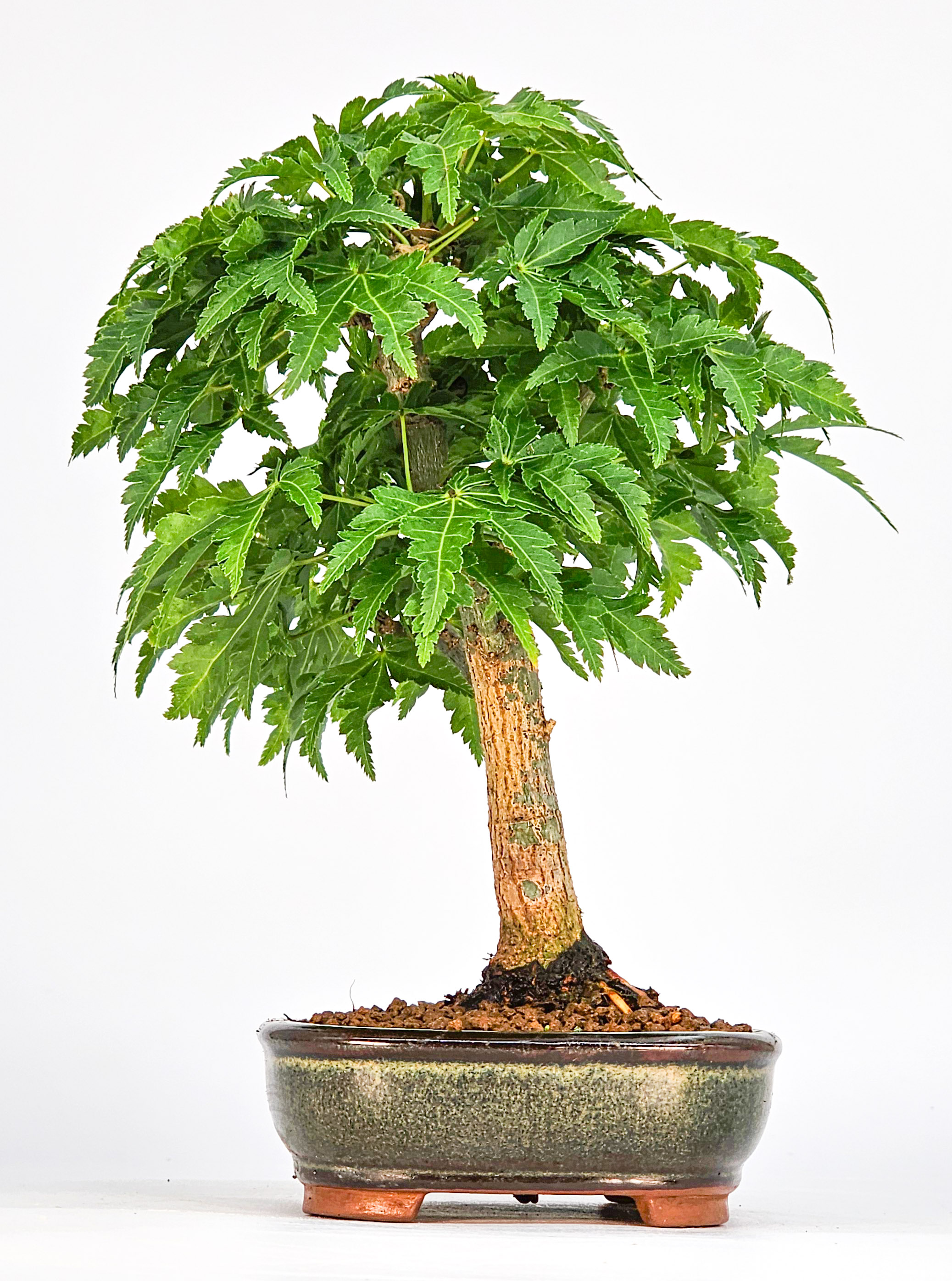 Bonsai Löwenkopfahorn- Acer palmatum Shishigashira Shohin 15cm