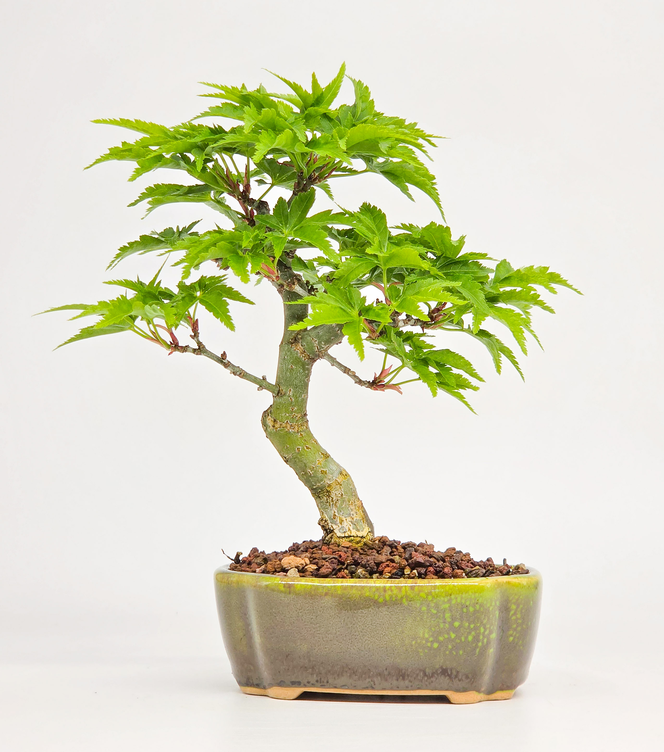Bonsai Löwenkopfahorn- Acer palmatum Shishigashira Shohin 13cm