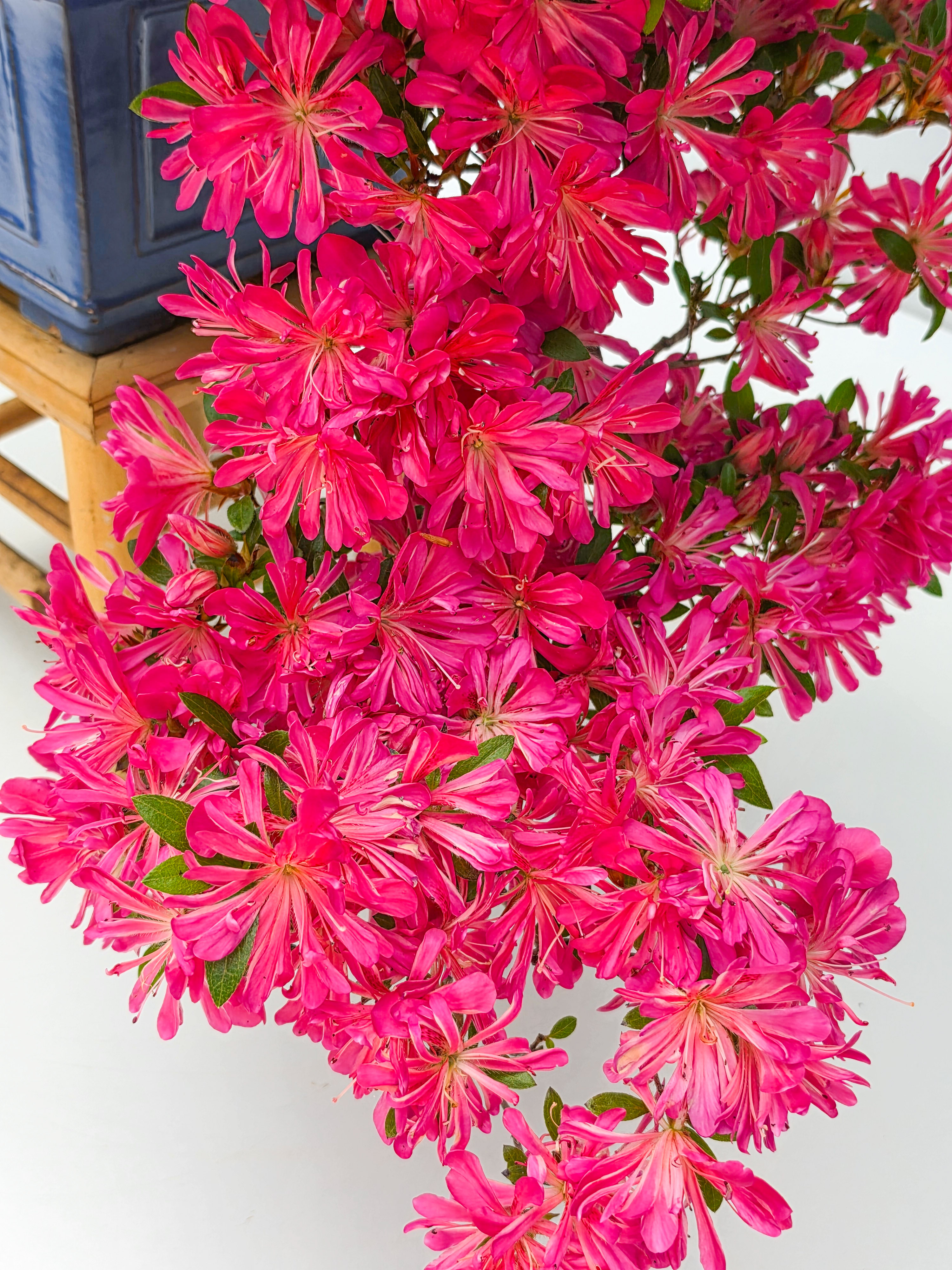 Bonsai Azalee -  Rhododendron indicum hanabin 63cm Video!!