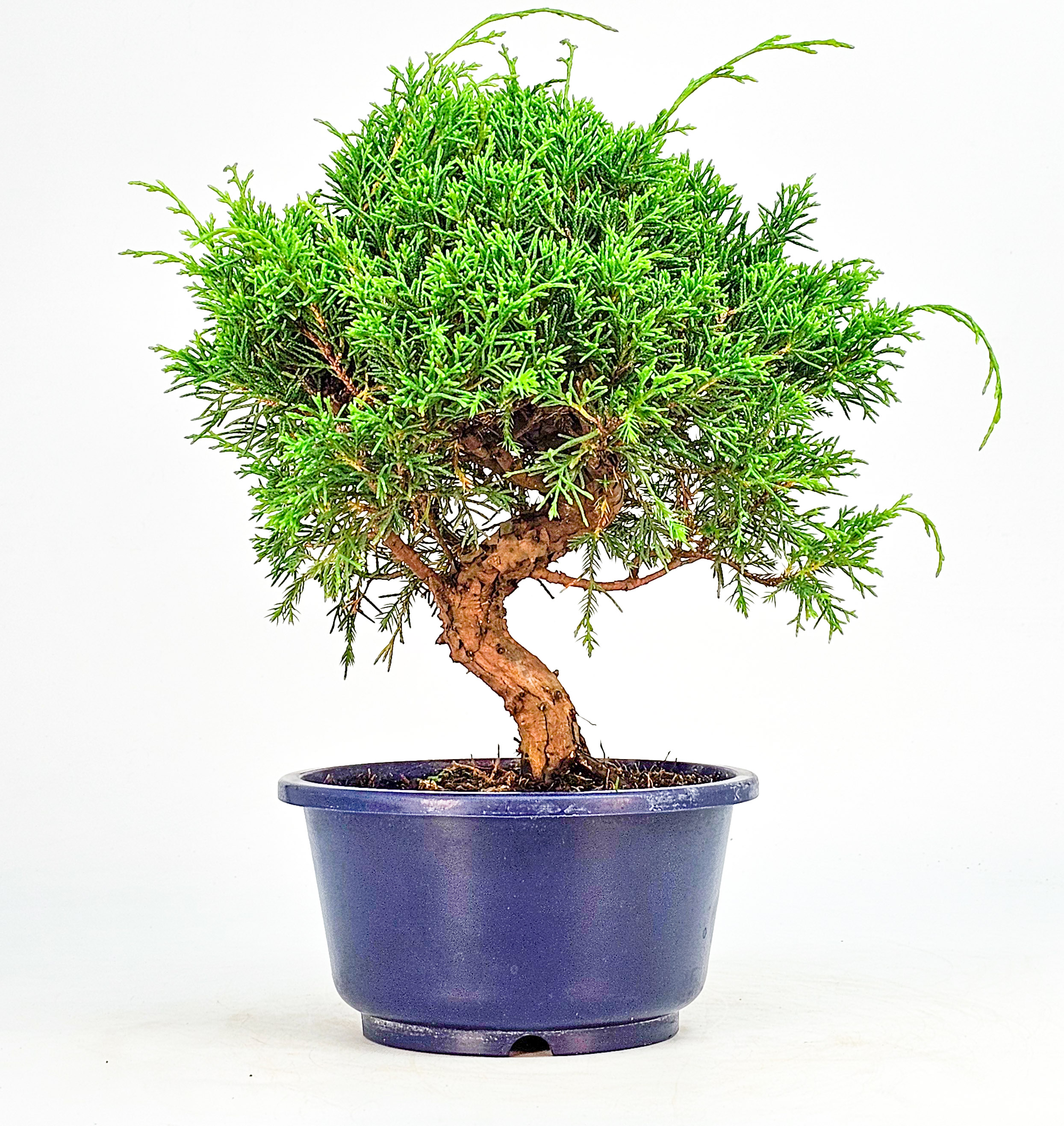Bonsai Wacholder Juniperus chinensis shimpaku Shohin 21cm 