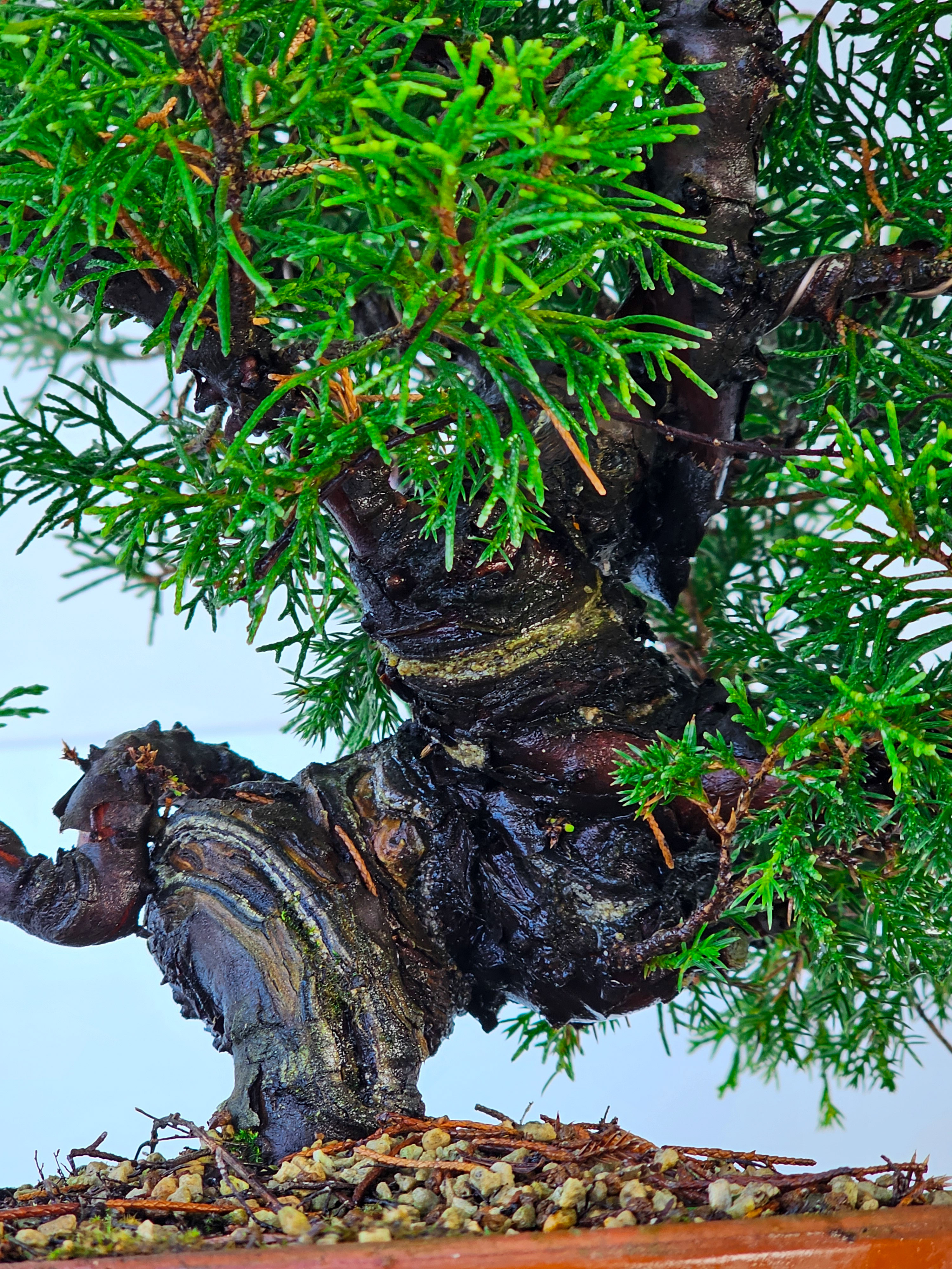 Bonsai Wacholder Juniperus chinensis shimpaku 46,5cm  