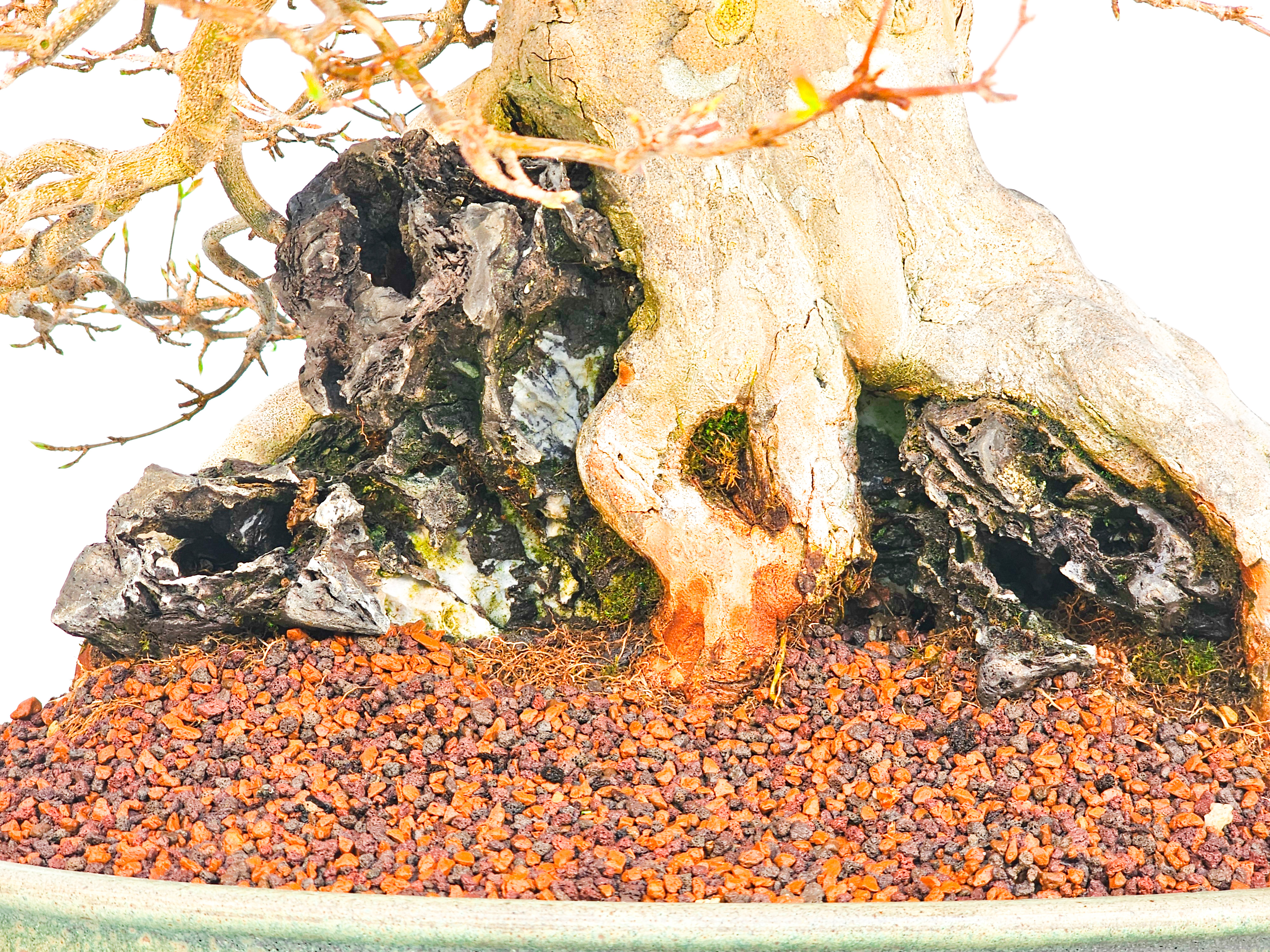 Bonsai Dreispitzahorn  - Acer buergerianum Ishizuki 37cm