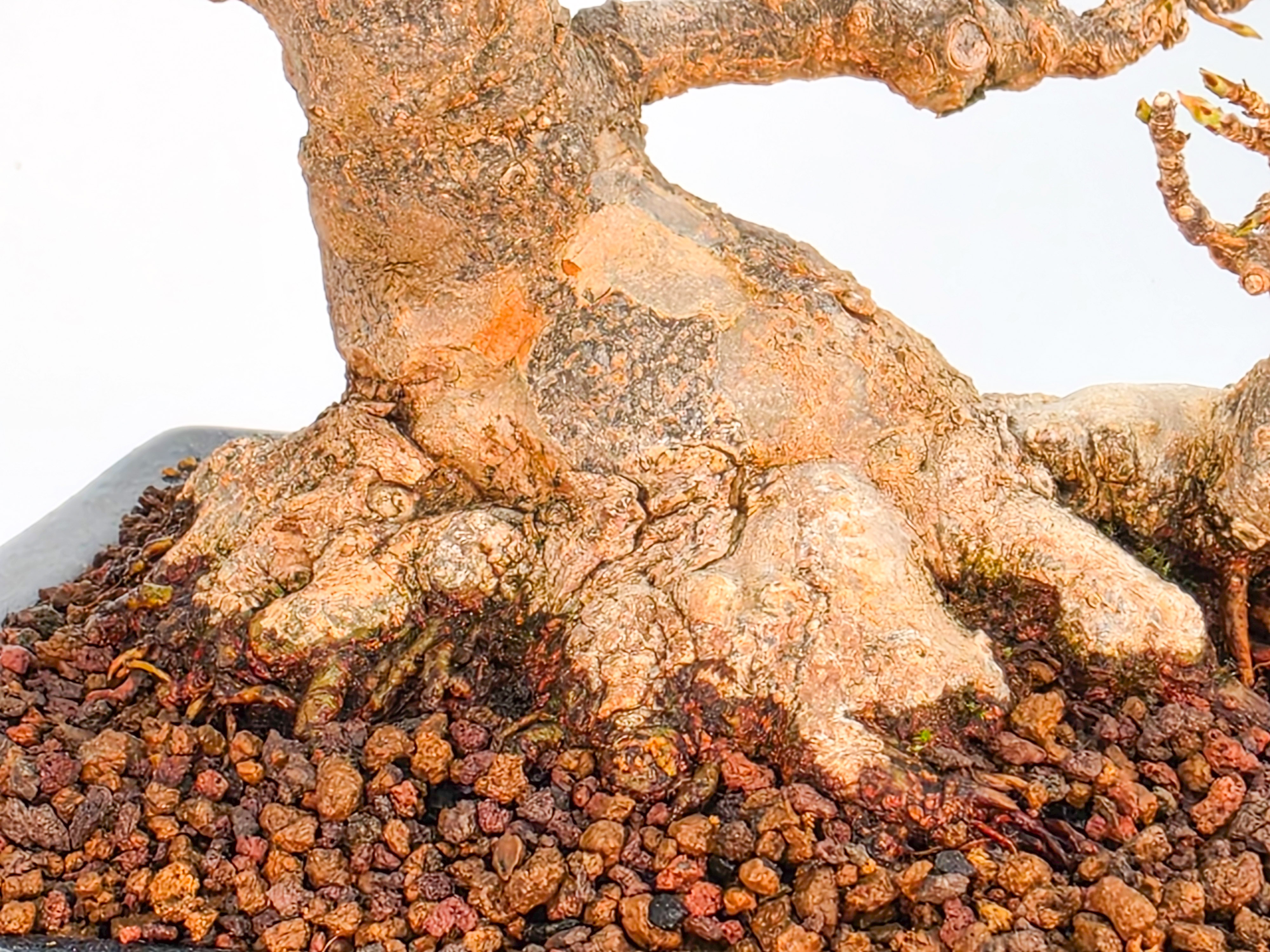 Bonsai Premium Dreispitzahorn - Acer buergerianum Shohin 20cm Video!!