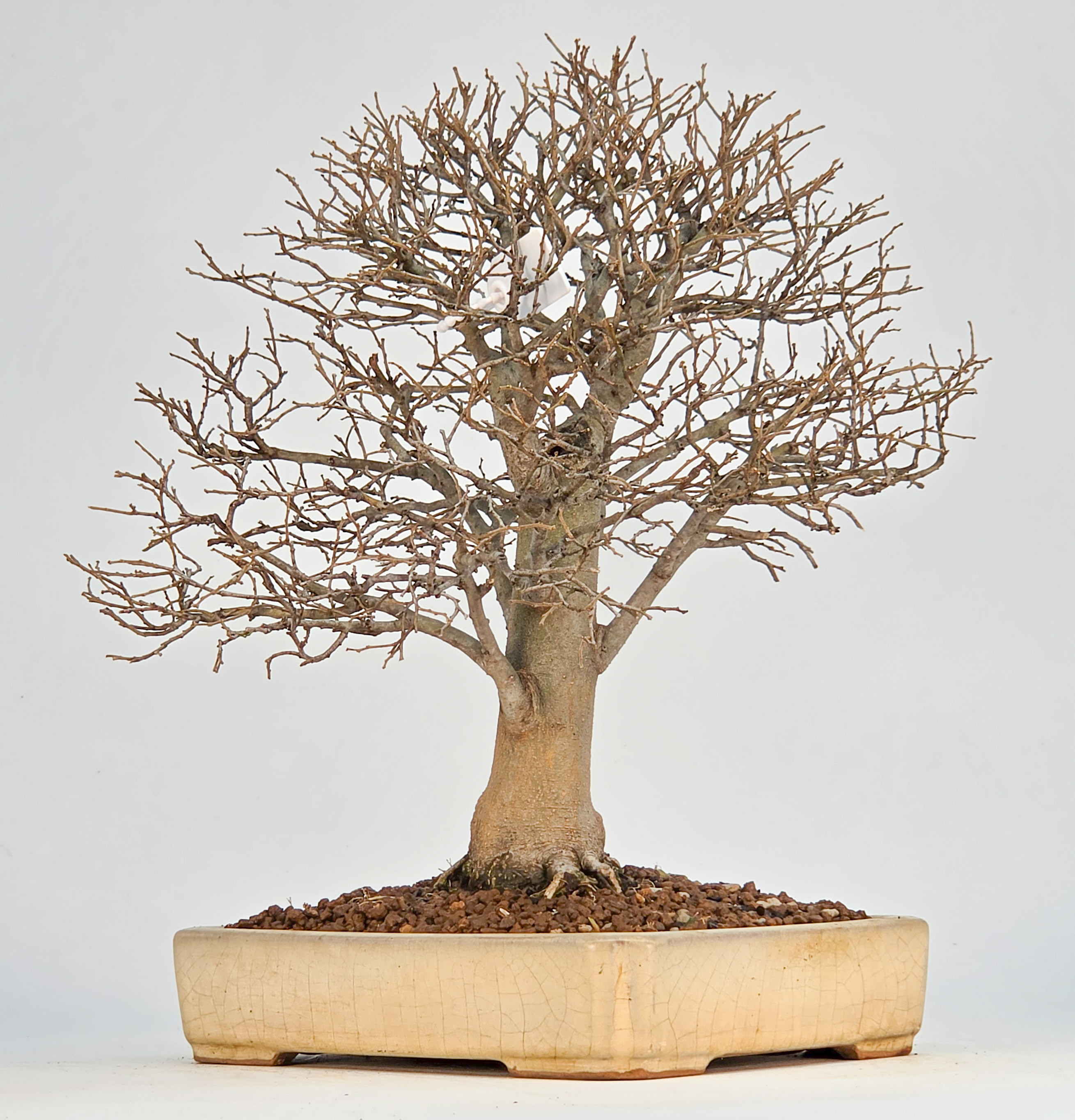 Bonsai Zürgelbaum - Celtis sinensis 25cm