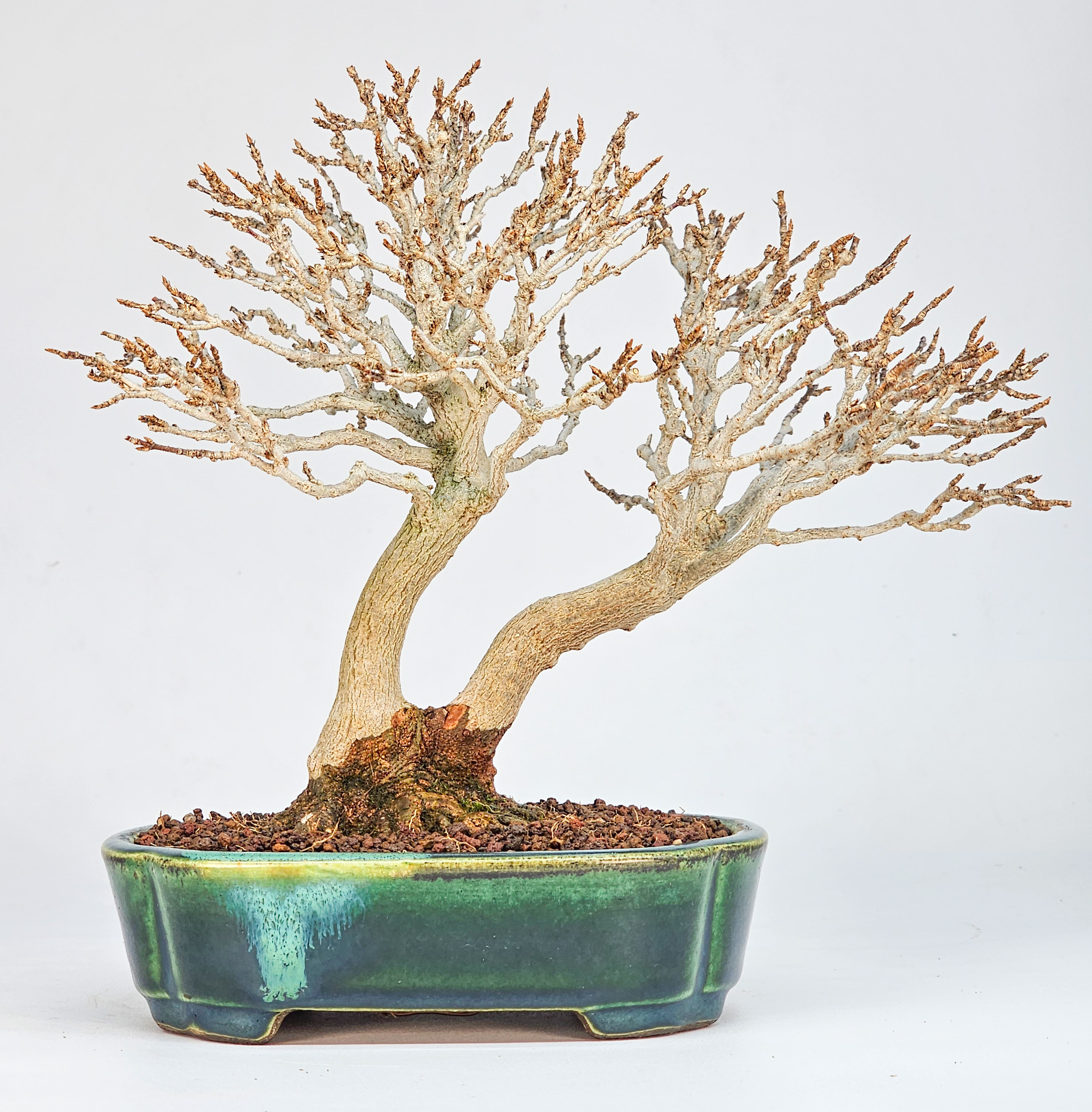 Bonsai Dreispitzahorn - Acer buergerianum Shohin 18cm