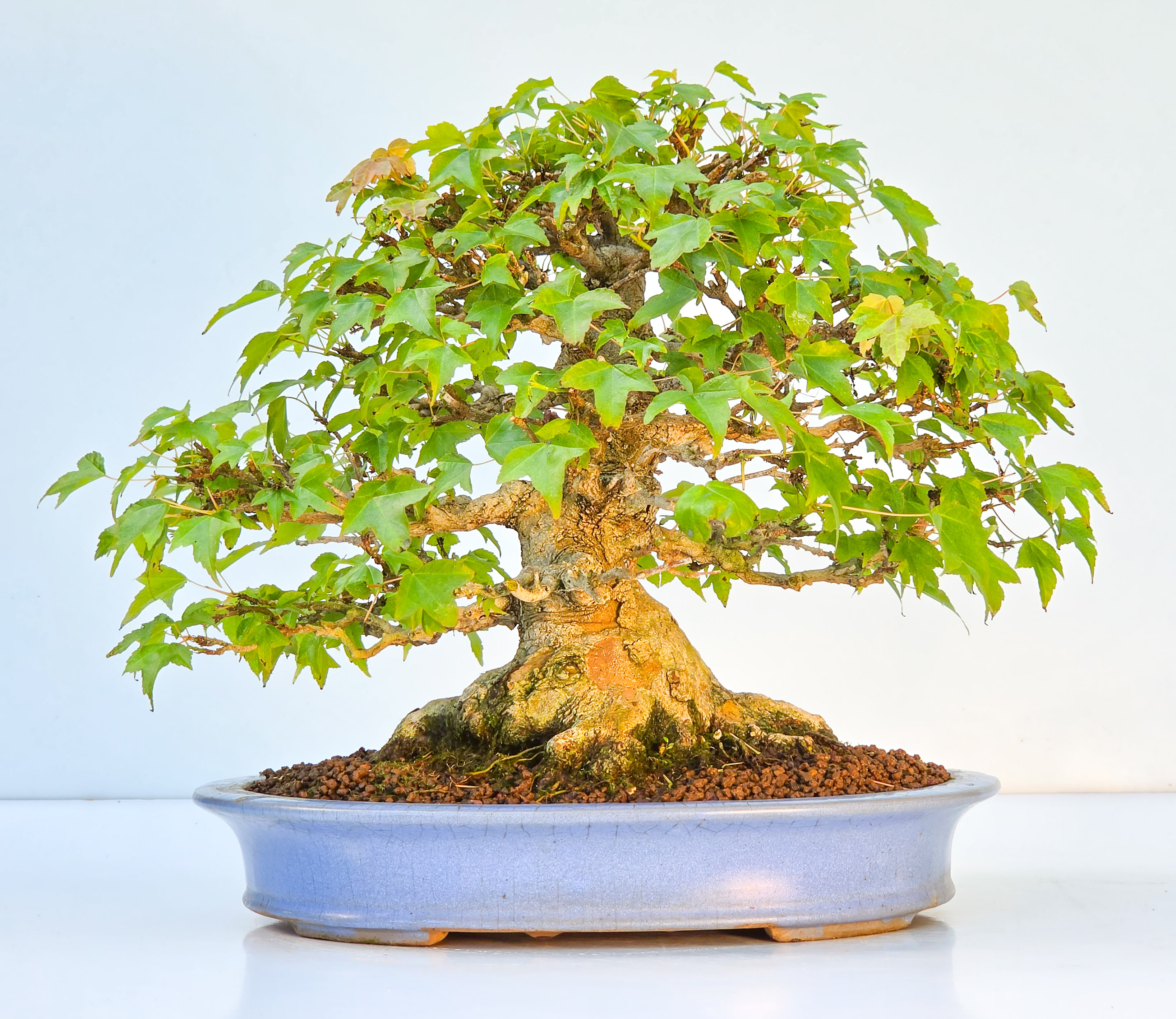 Bonsai Premium Dreispitzahorn - Acer buergerianum Shohin 25cm Video!!