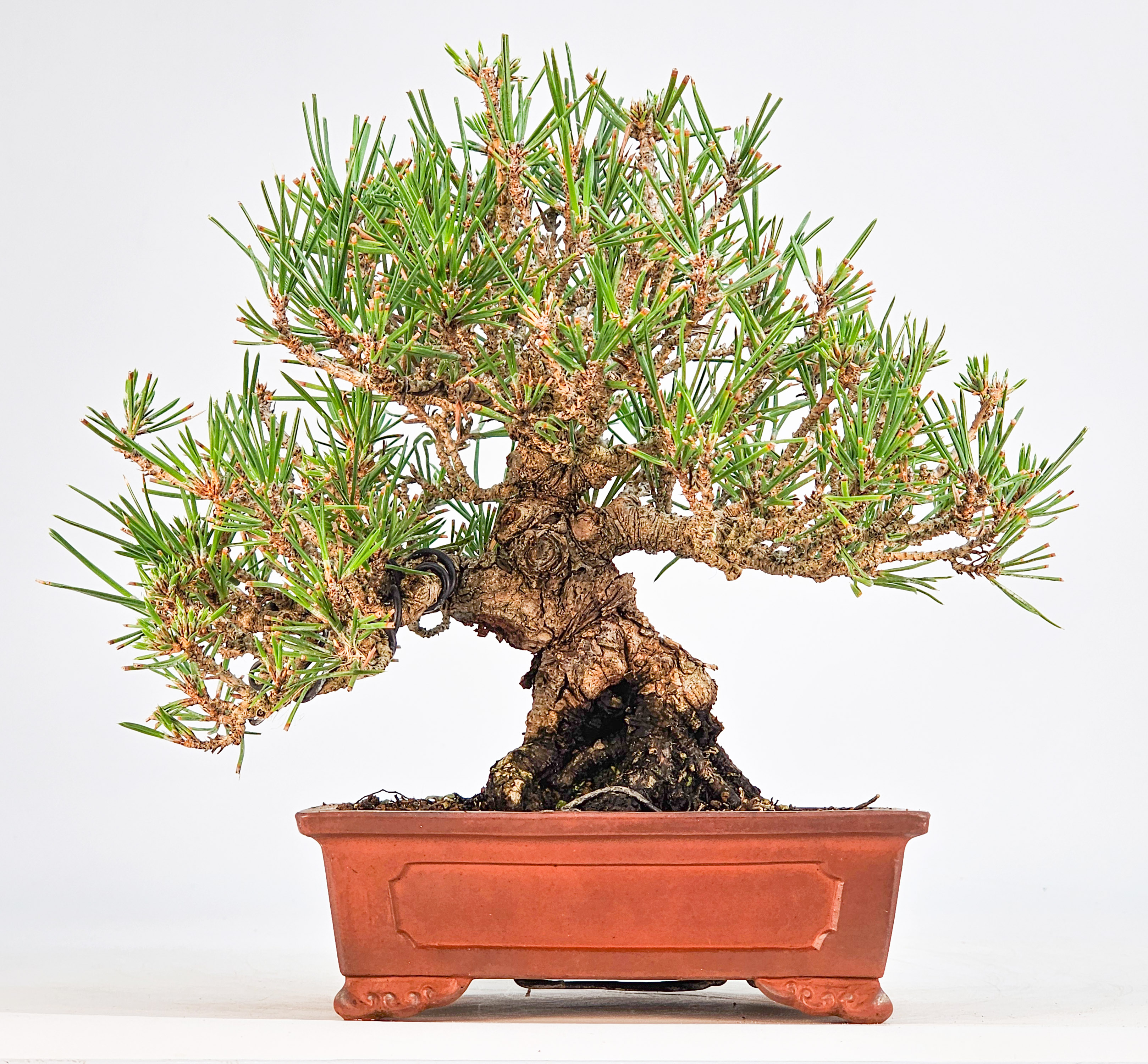 Bonsai Schwarzkiefer - Pinus thunbergii Shohin 18cm