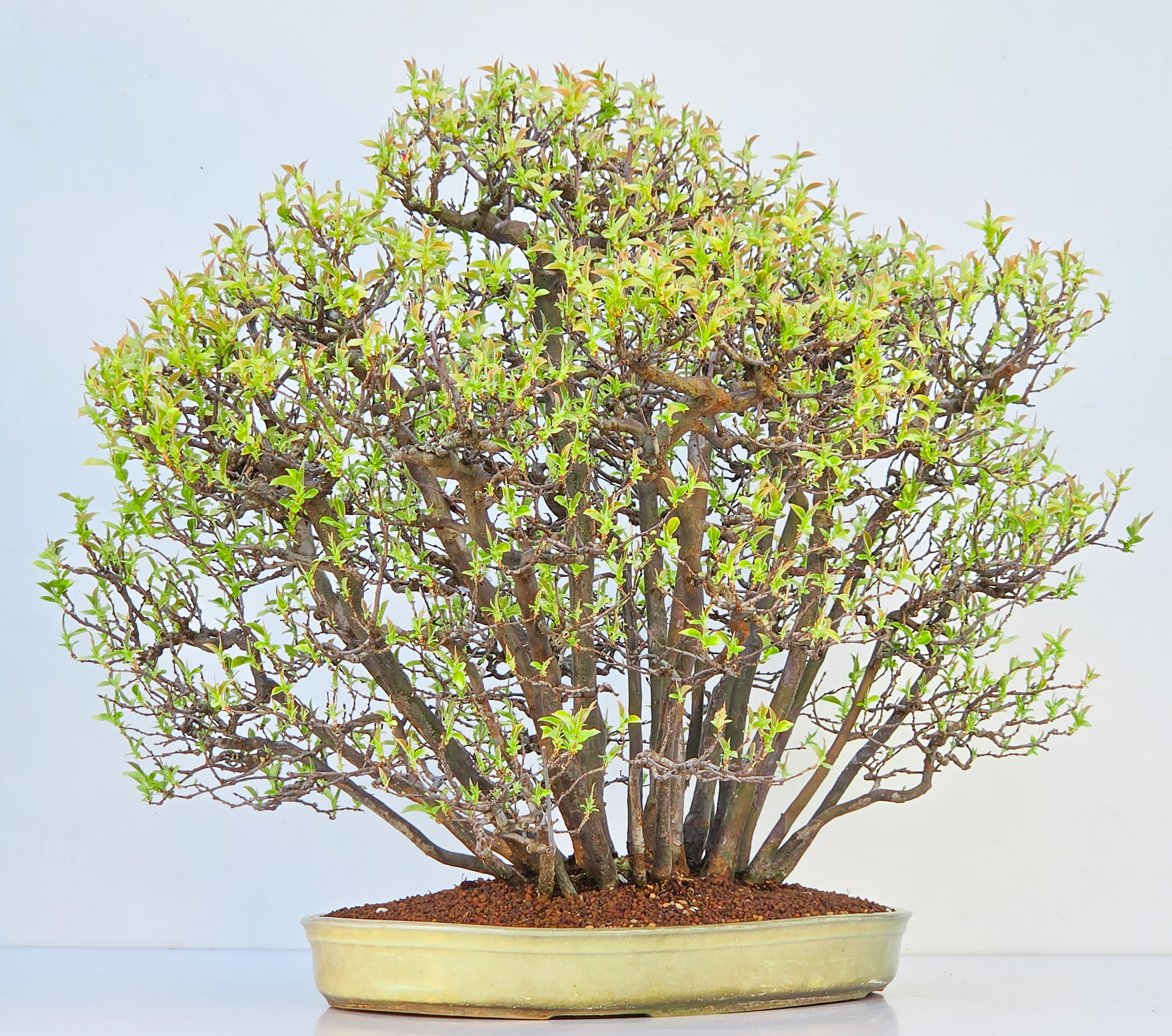 Bonsai Quitte - Pseudocydonia sinensis Wald 61cm Video!!
