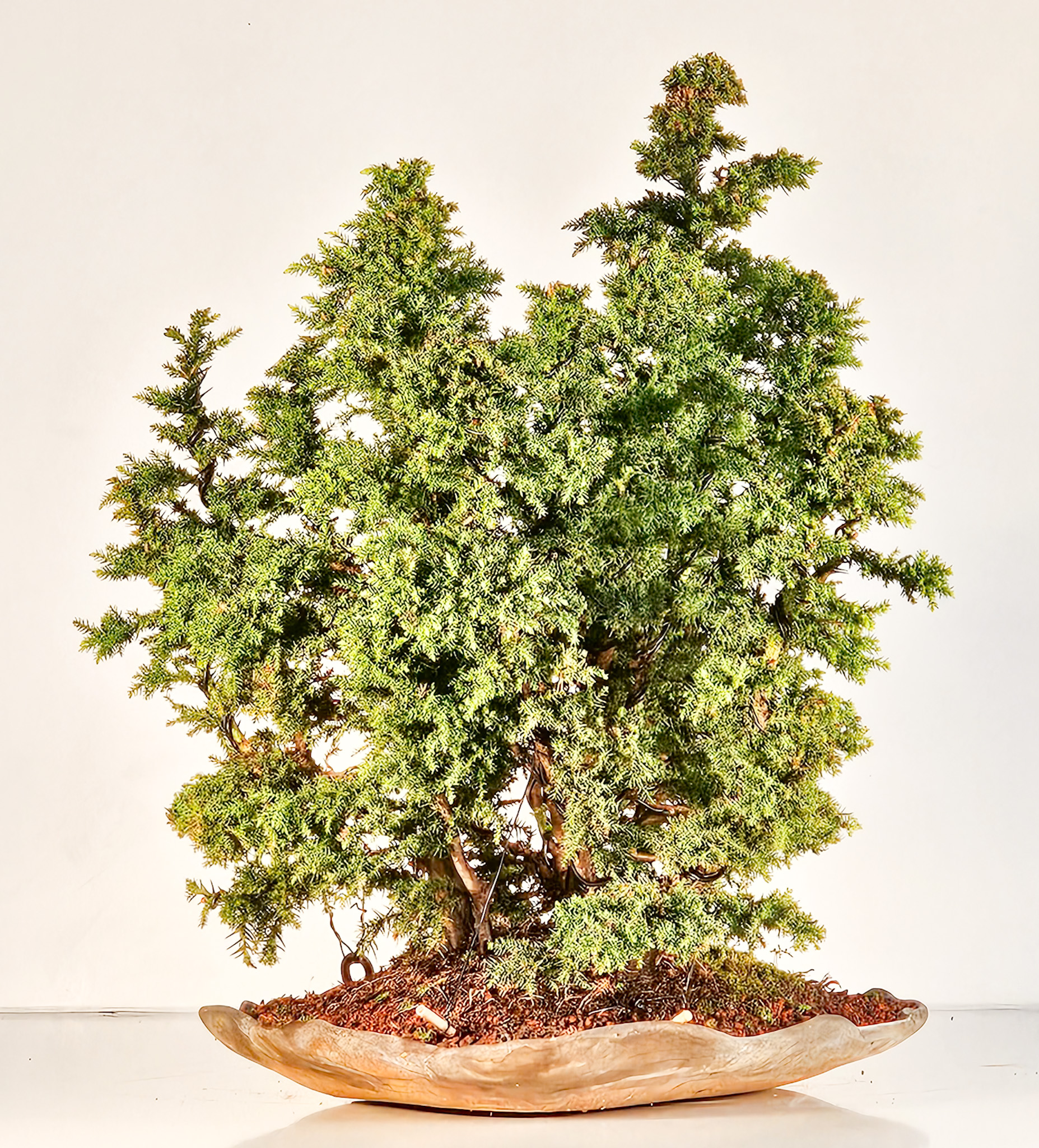Bonsai Sicheltanne Cryptomeria Japonica Wald 45cm