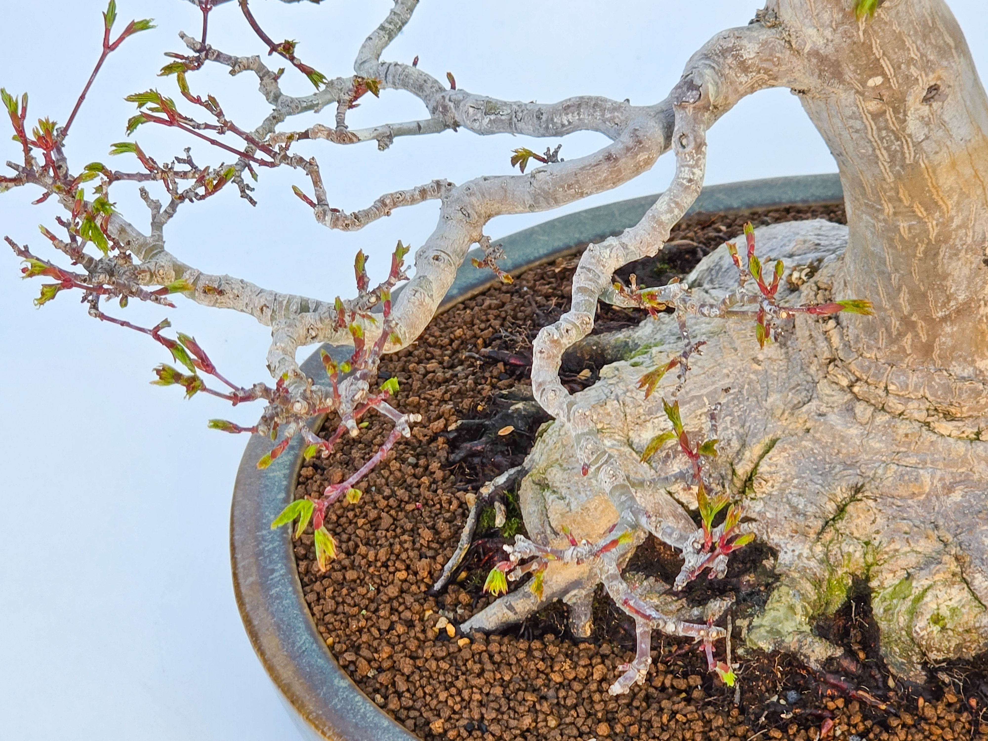 Bonsai Premium Löwenkopfahorn- Acer palmatum Shishigashira 61cm Video!!