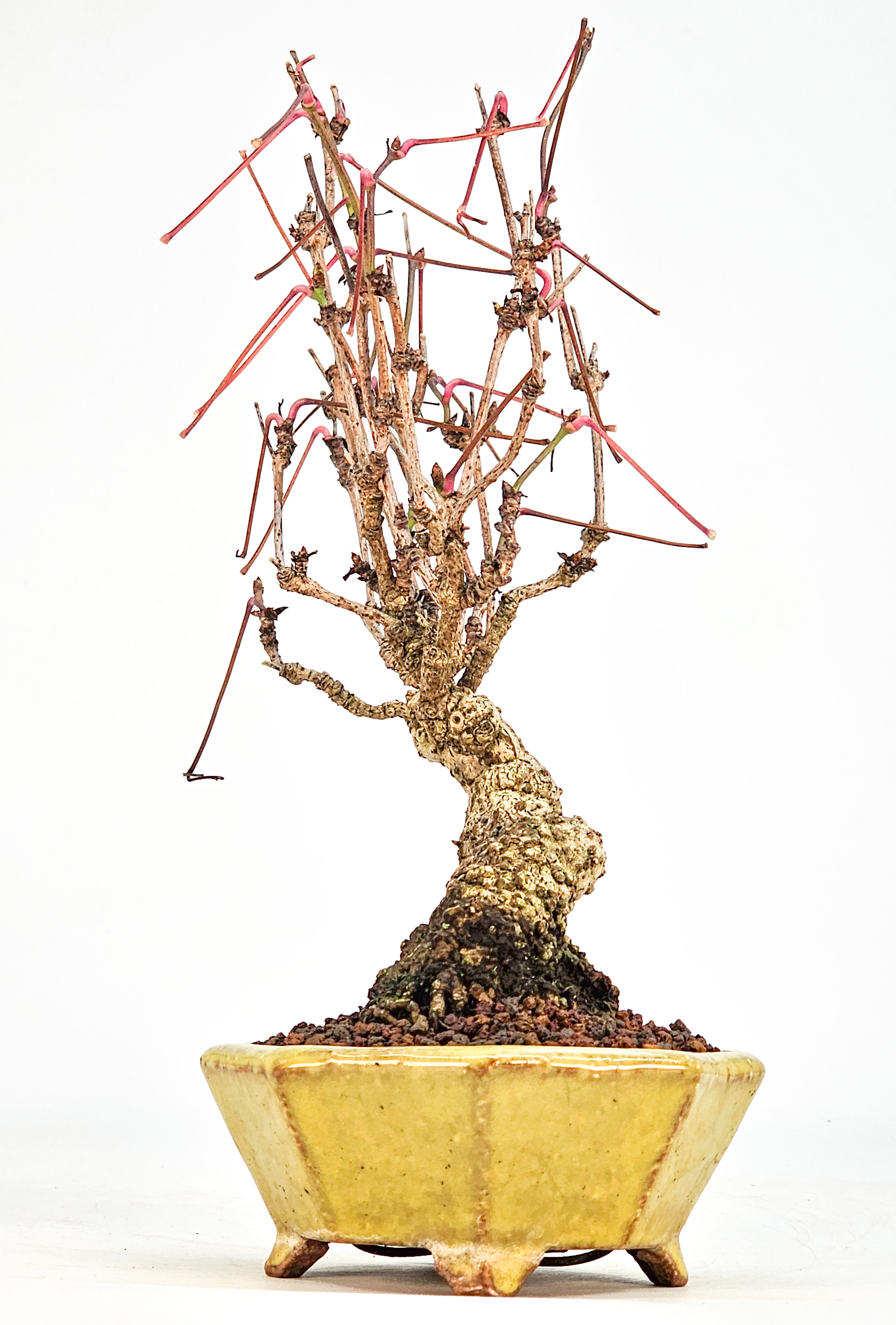 Bonsai Akebia quinata Shohin 20cm