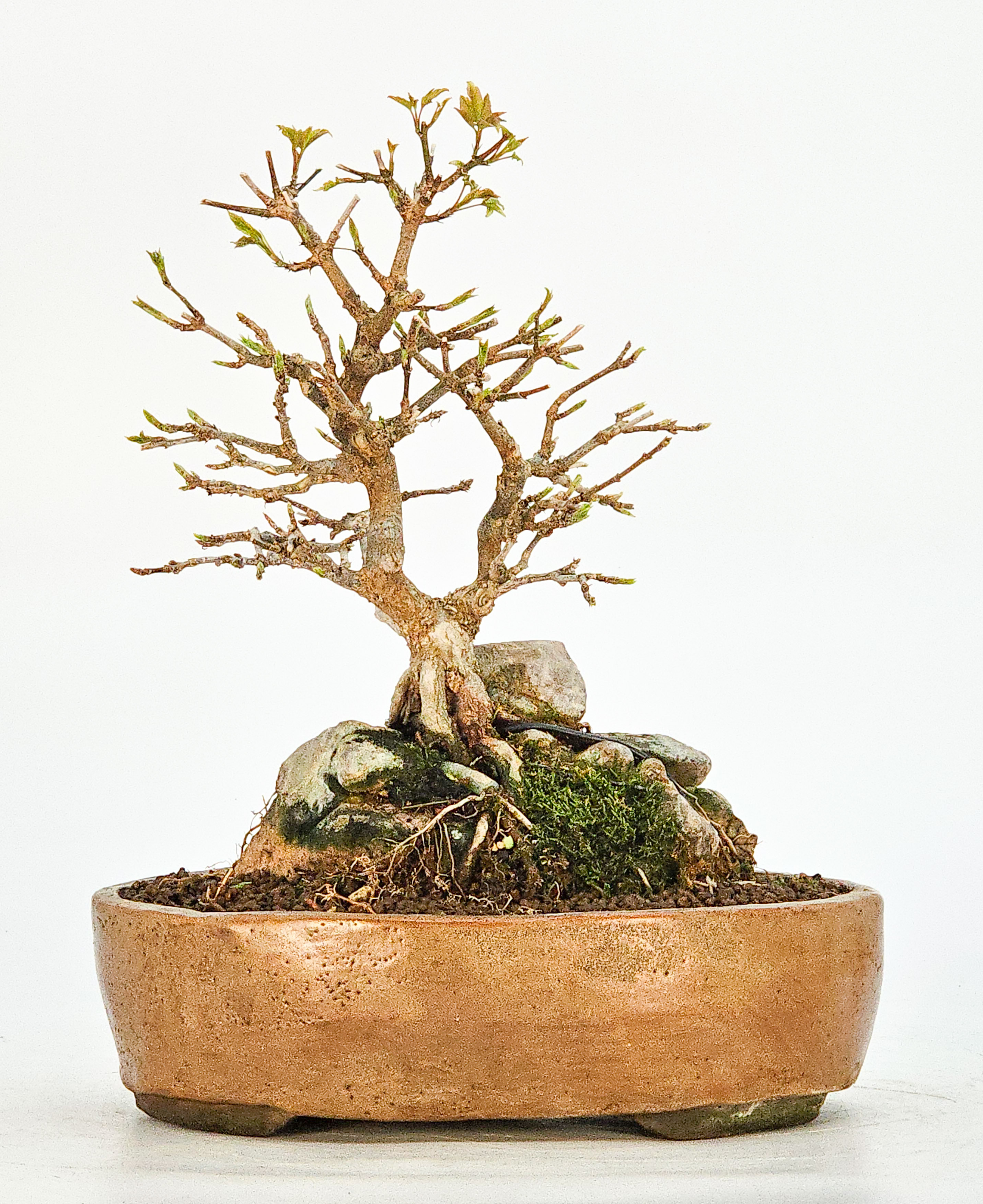 Bonsai Dreispitzahorn - Acer buergerianum Ishizuki Shohin 20cm