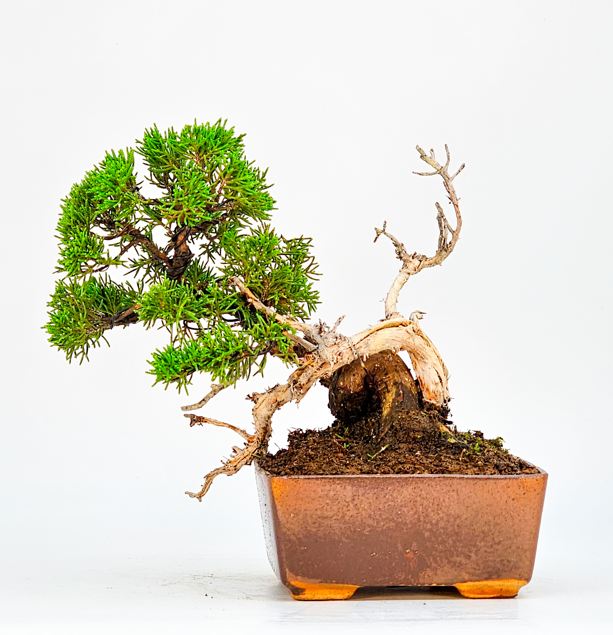 Bonsai Wacholder Juniperus chinensis Shohin  18cm