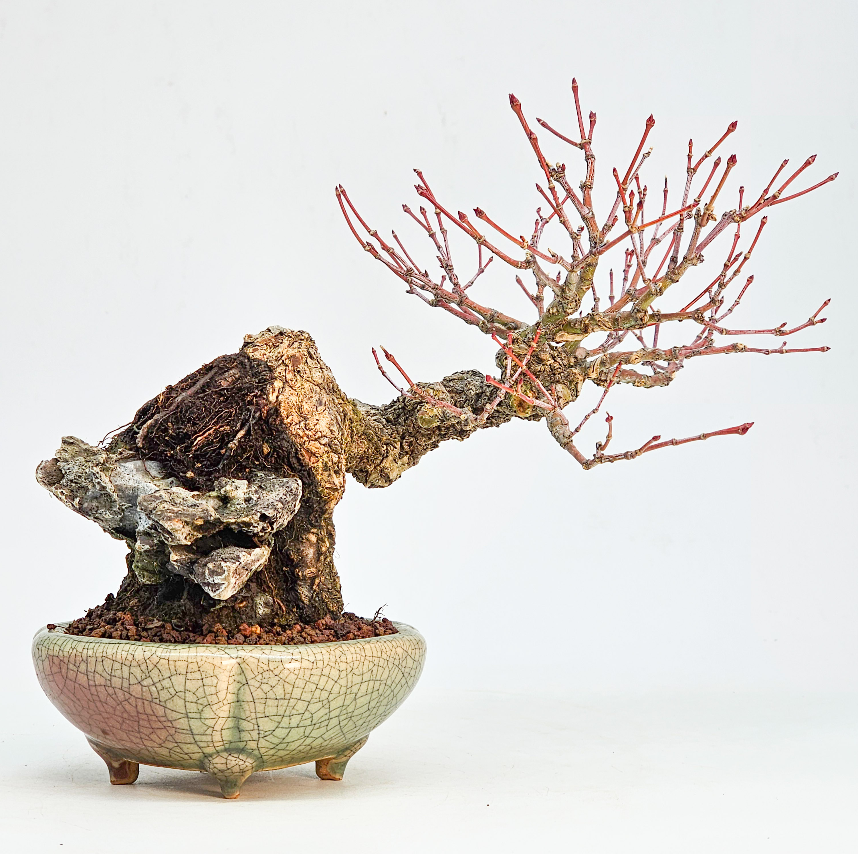 Bonsai Premium Fächerahorn - Acer palmatum Arakawa Ishizuki Shohin 16cm