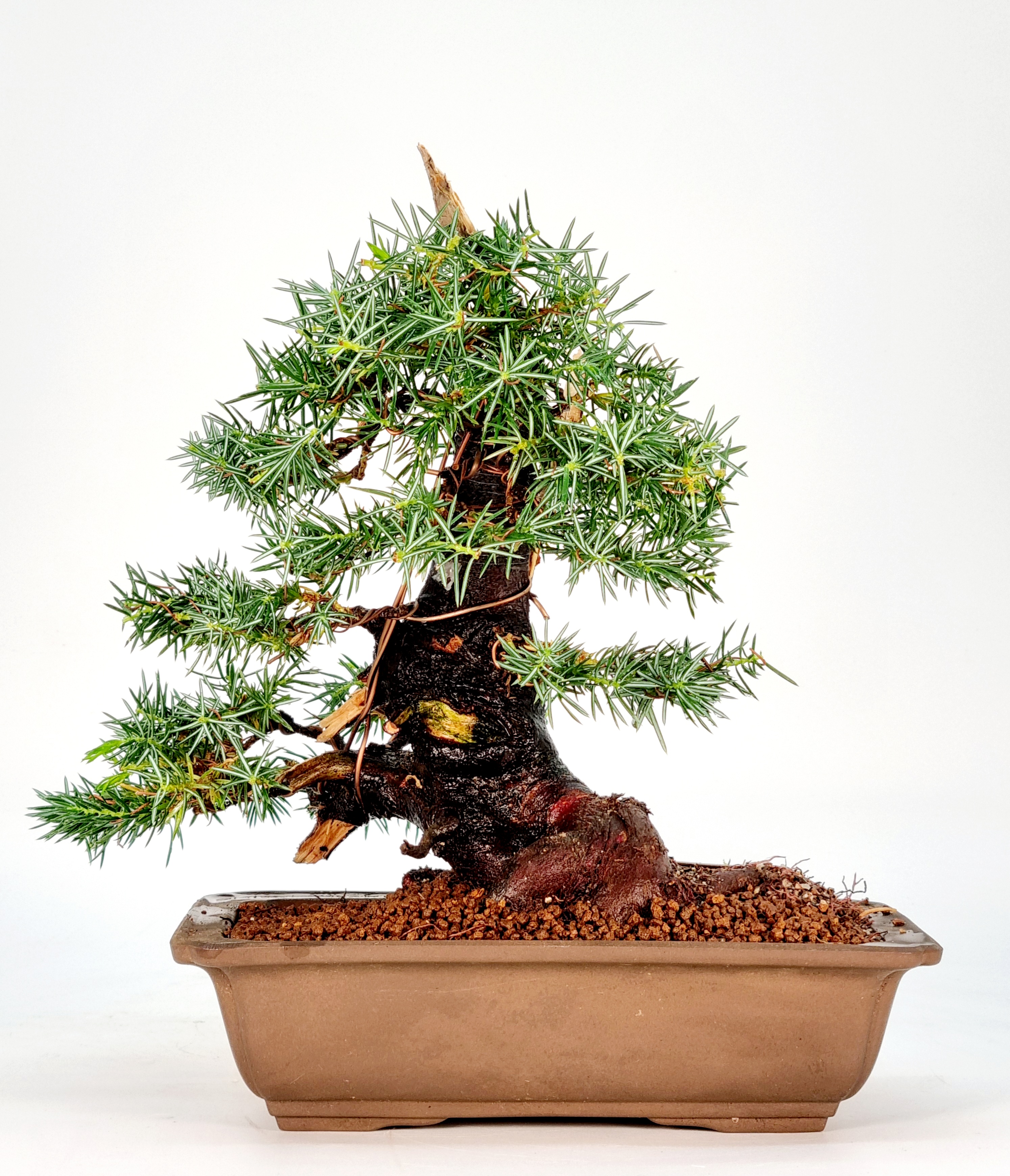 Bonsai Igelwacholder Juniperus Rigida Shohin 20cm 
