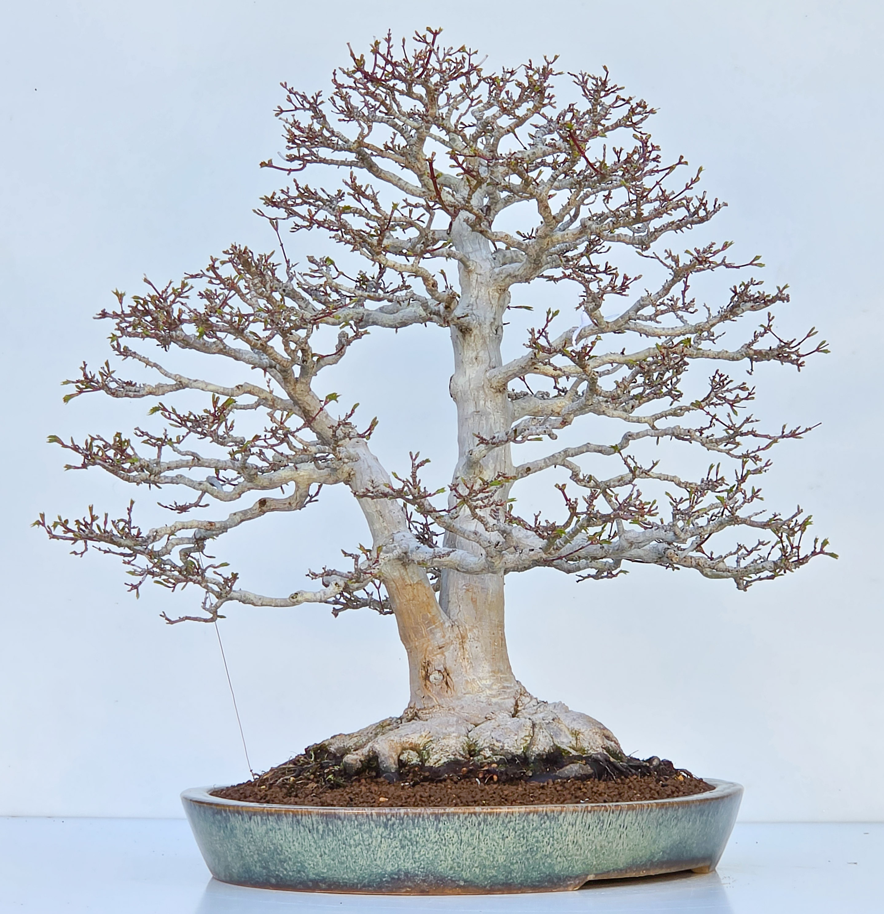 Bonsai Premium Löwenkopfahorn- Acer palmatum Shishigashira 61cm Video!!