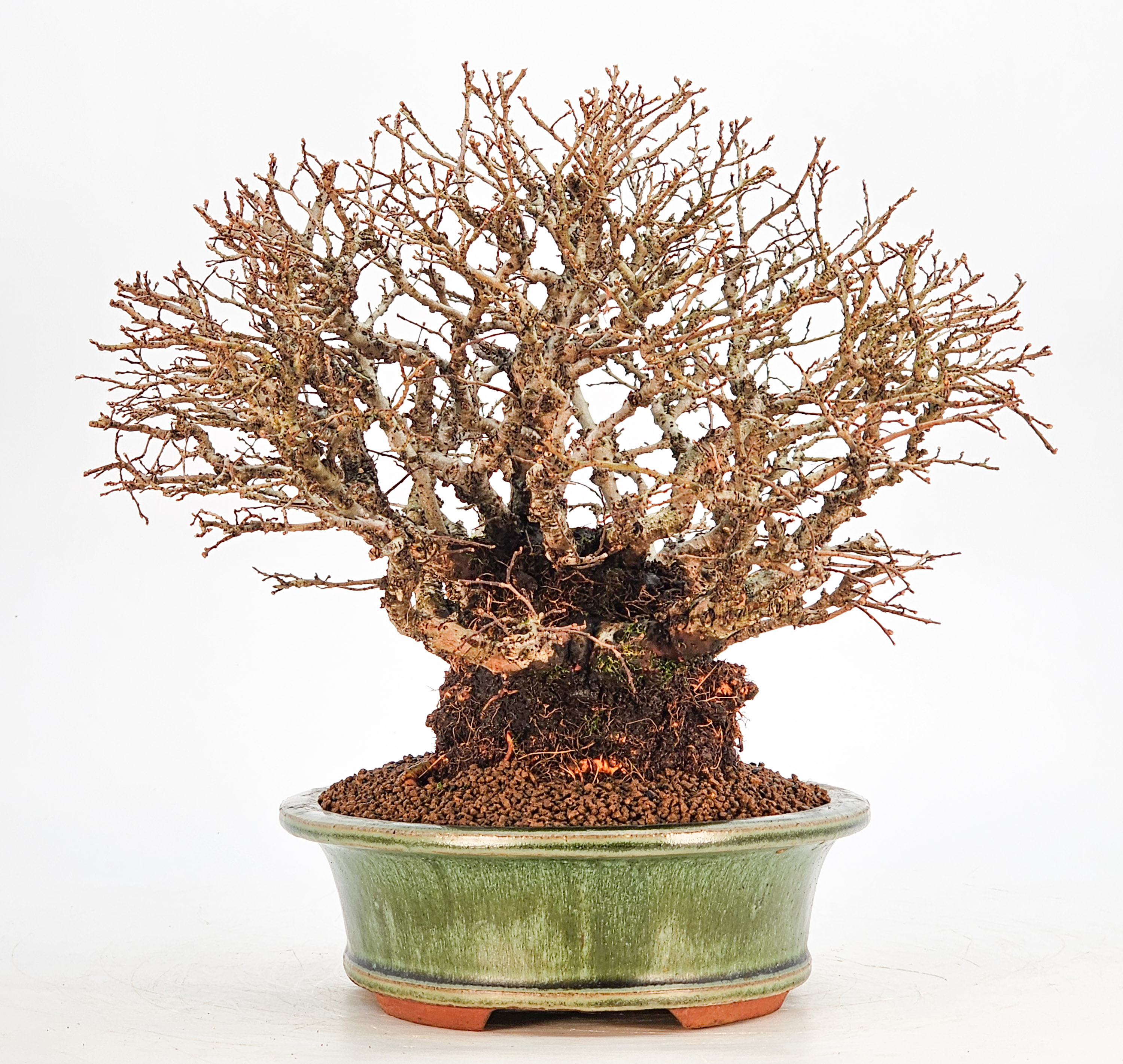 Bonsai Japanische Ulme - Ulmus parvifolia Shohin 21cm - Video!!