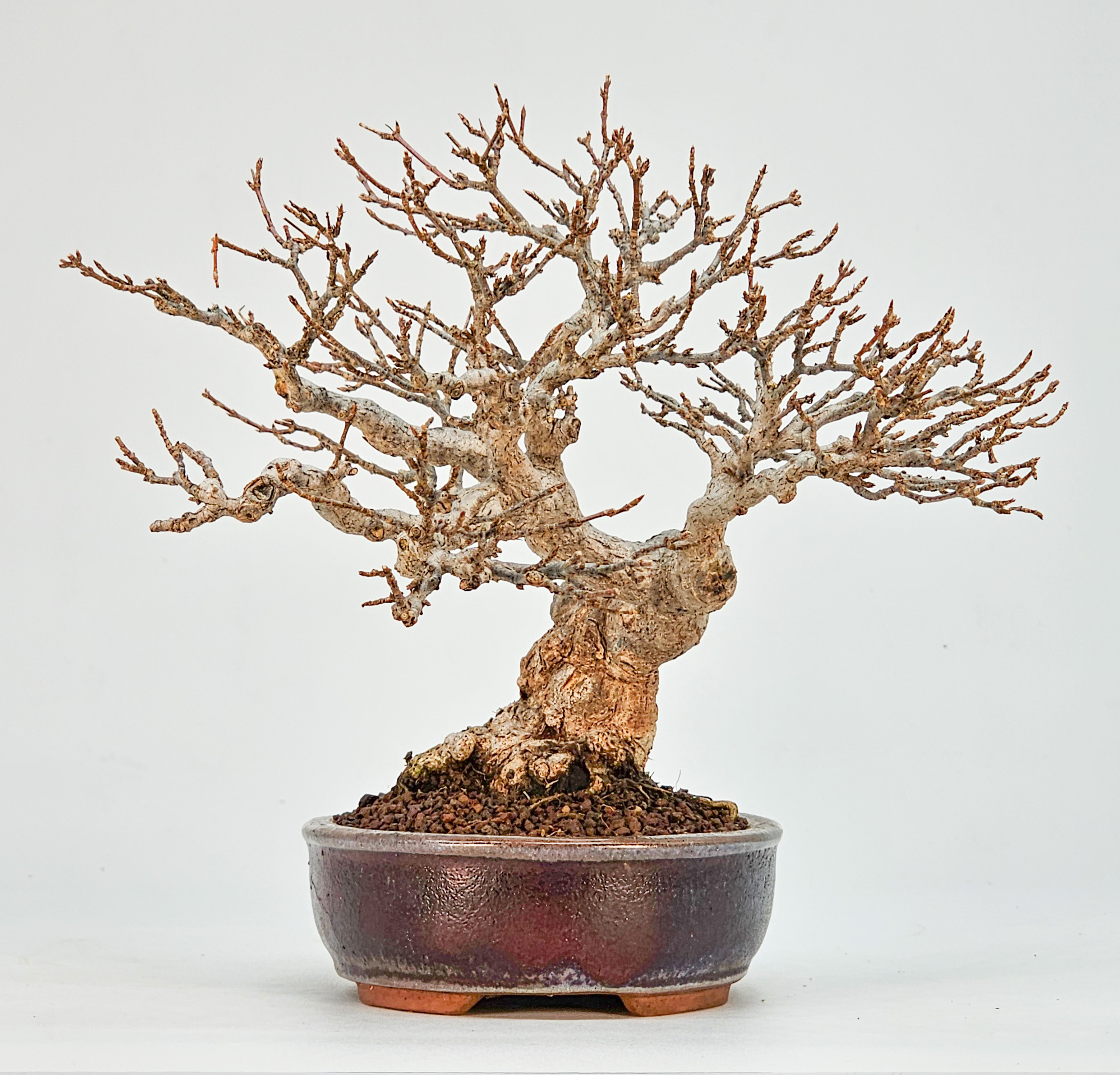 Bonsai Dreispitzahorn - Acer buergerianum Shohin 16cm