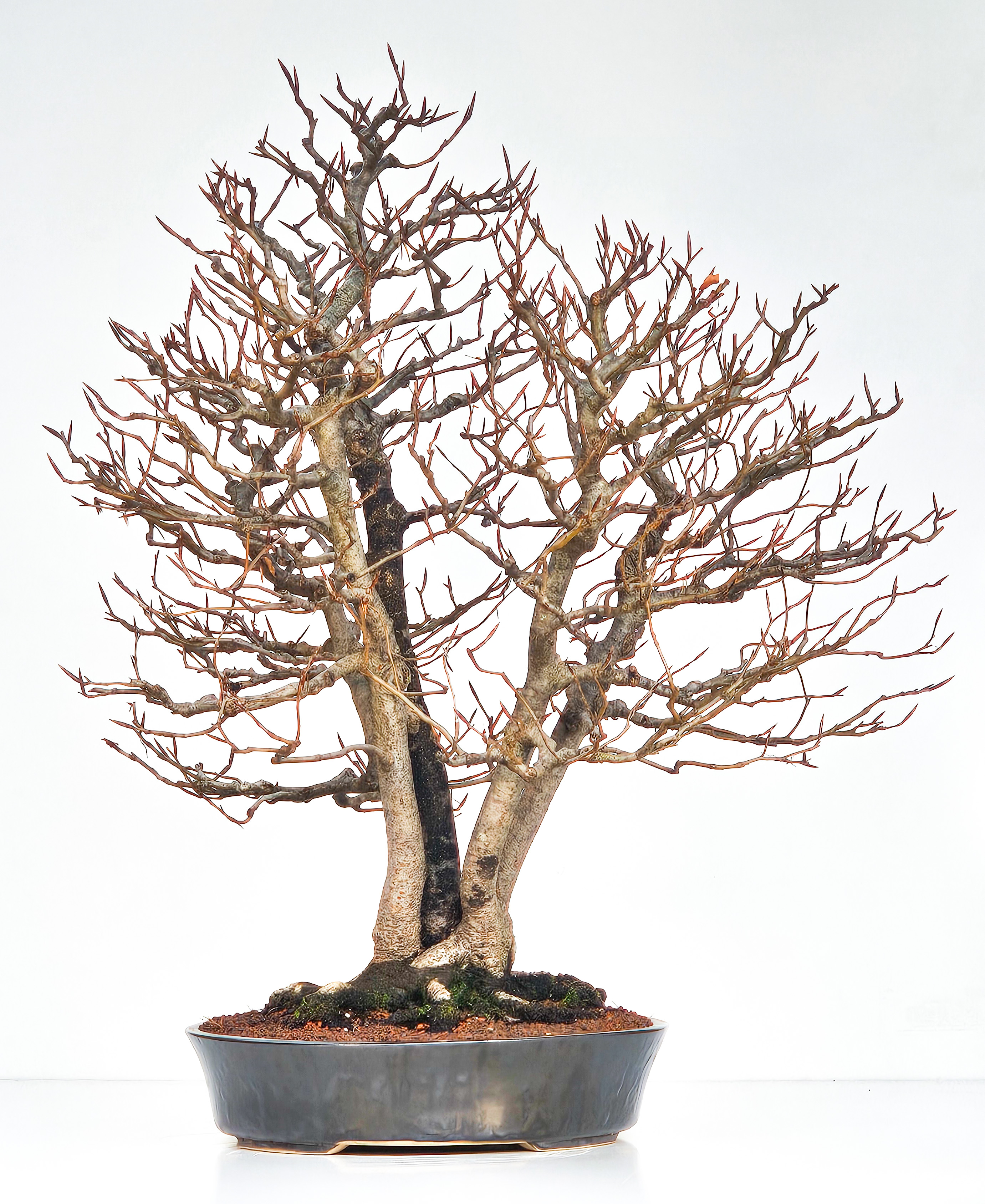 Bonsai Multitrunk Rotbuche - Fagus sylvatica 66cm 